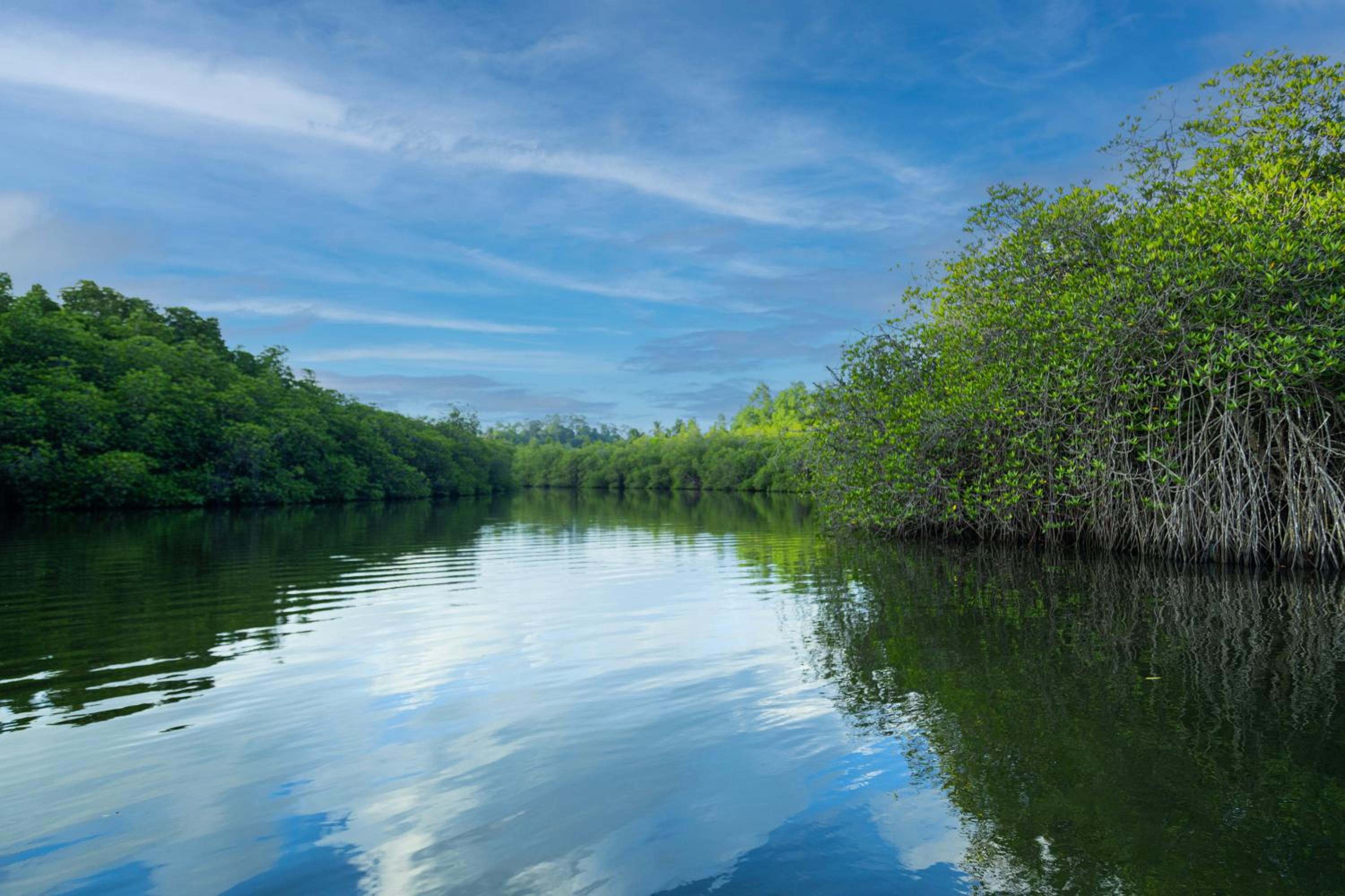 THE Mangrove cave Hotel