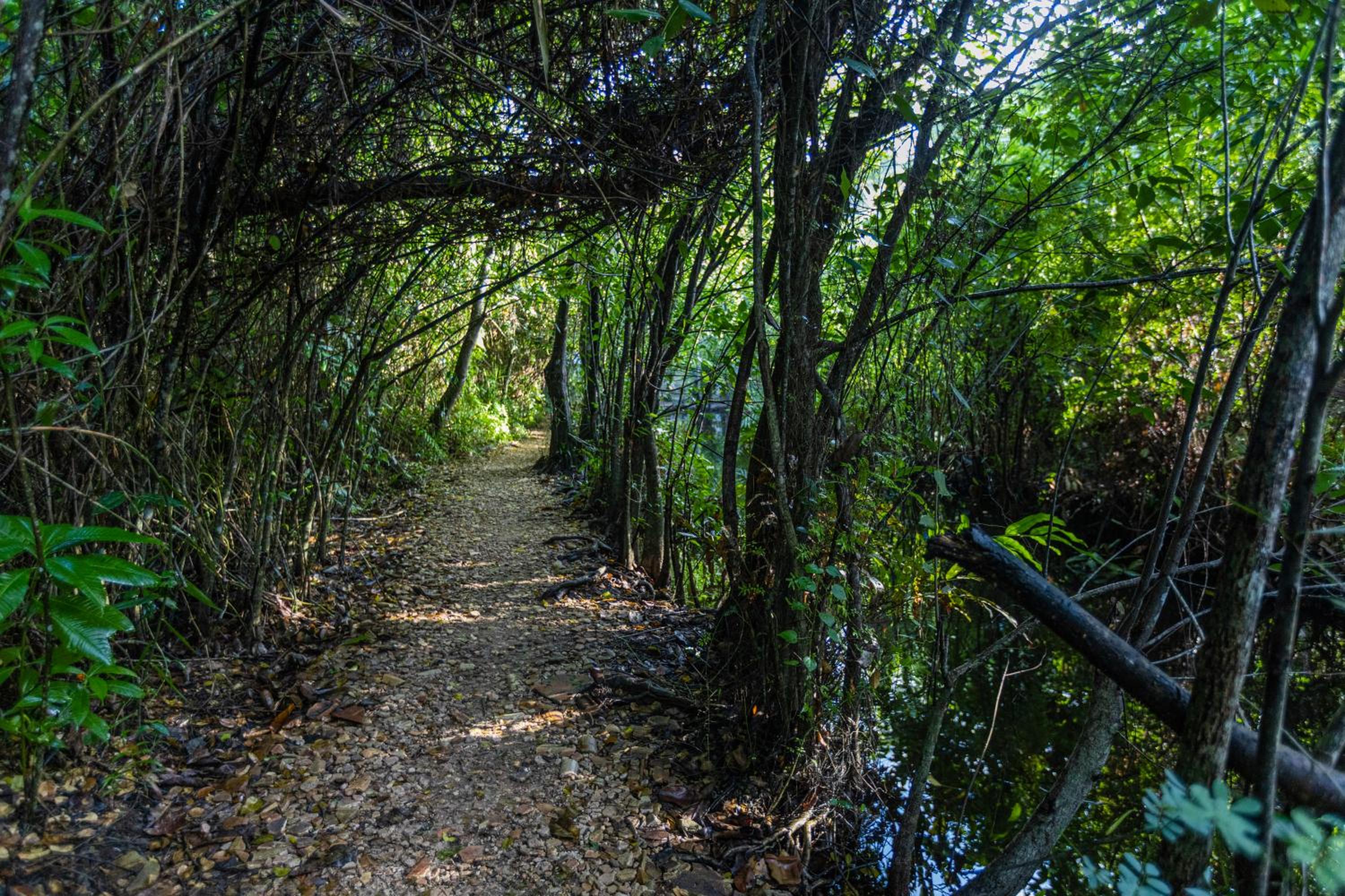 THE Mangrove cave Hotel