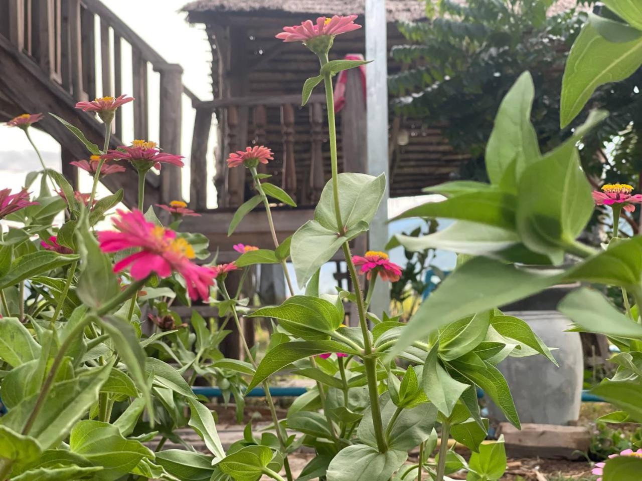 Kampot CoCo Homestay