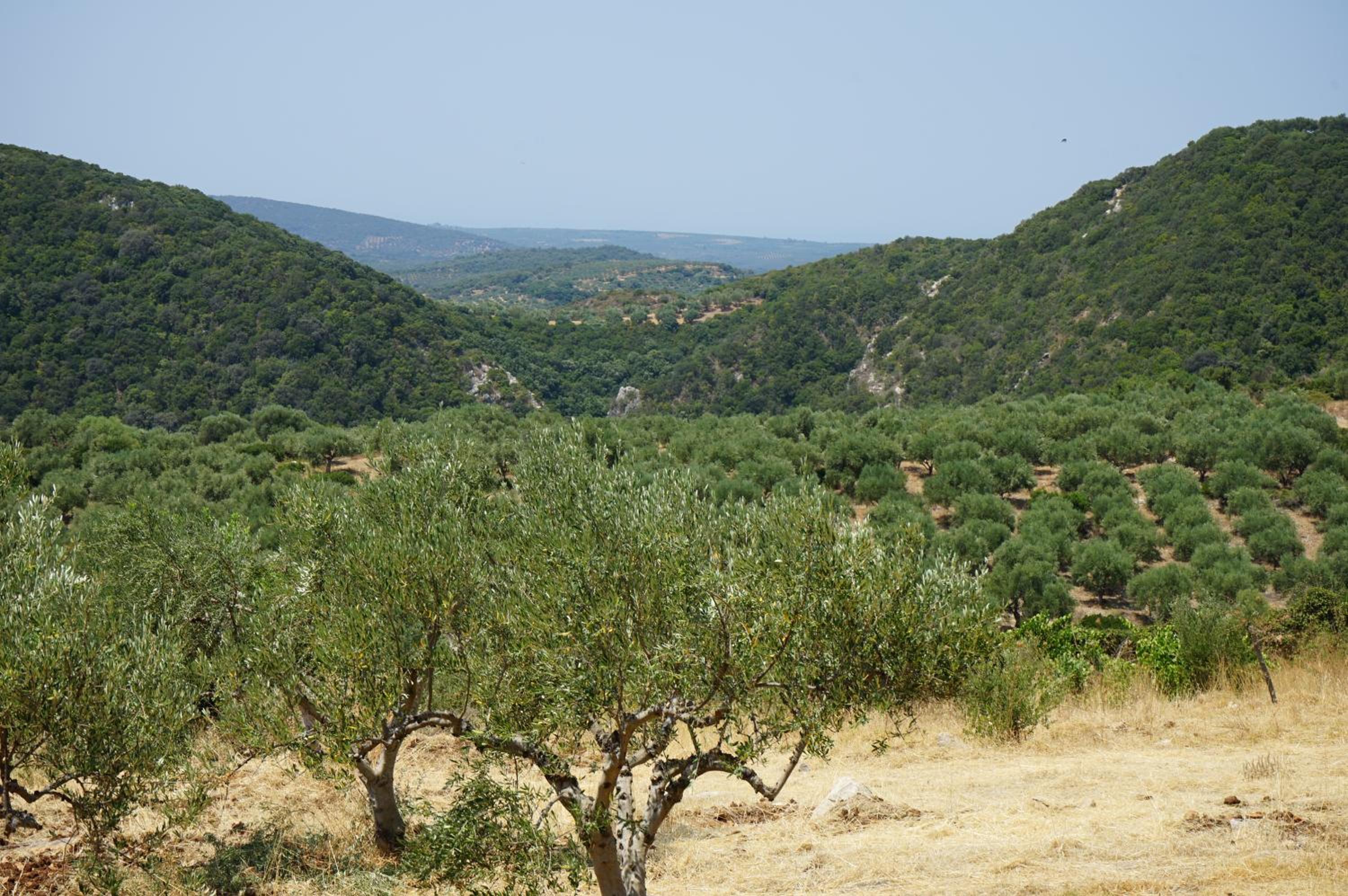 Villa Lemoni, Andriani view 3