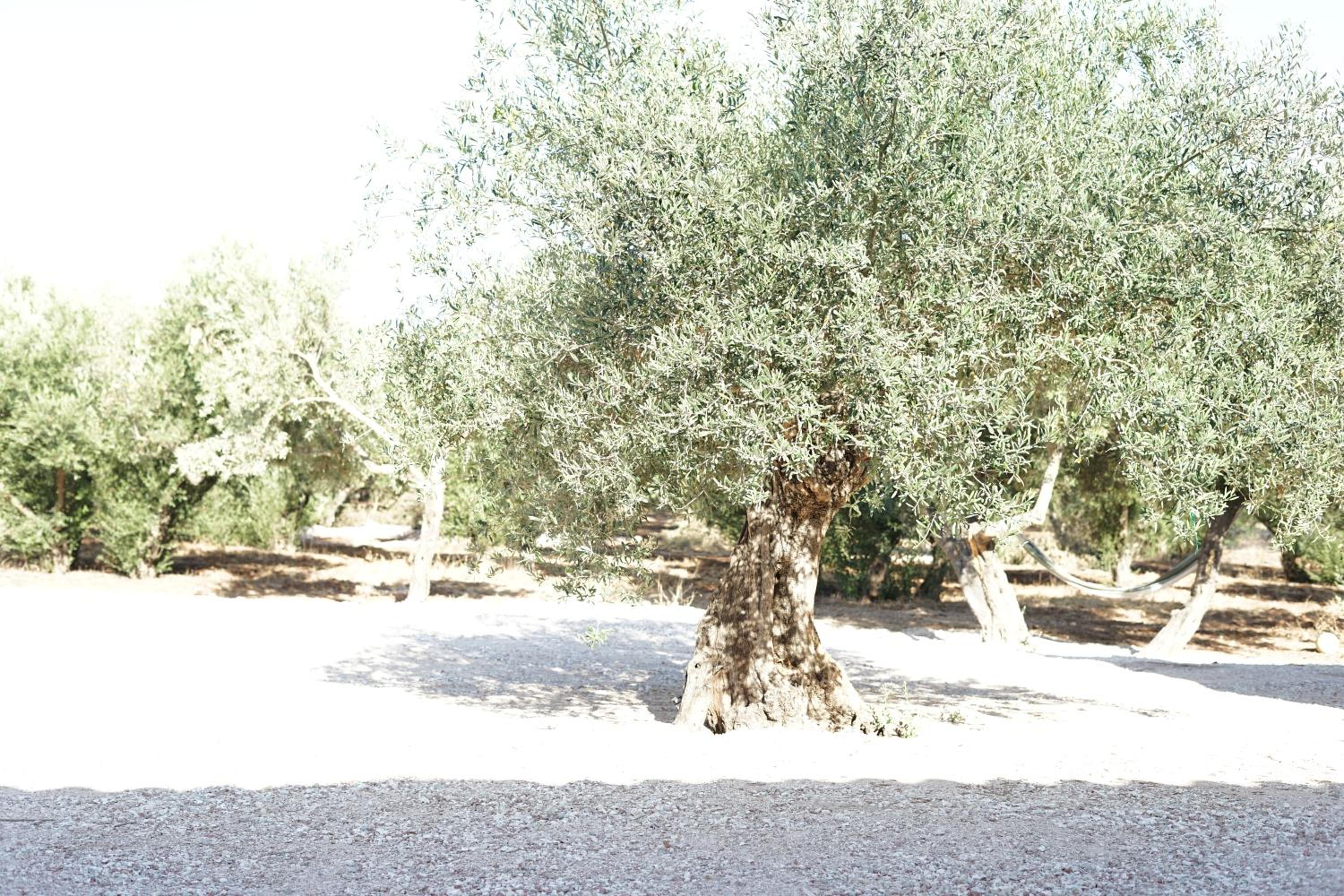 El Algar Casa Rural