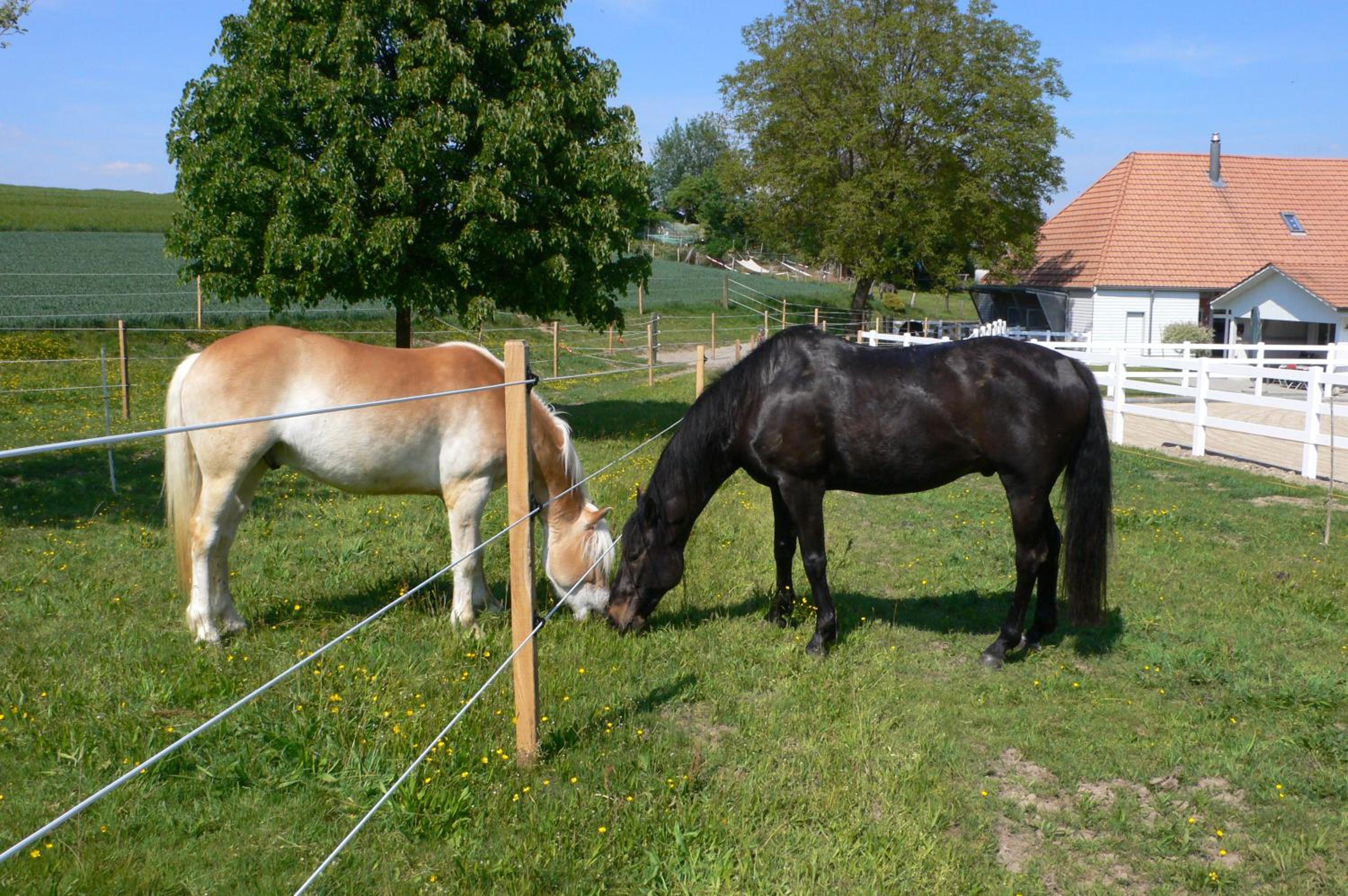 BnB Lindenacker