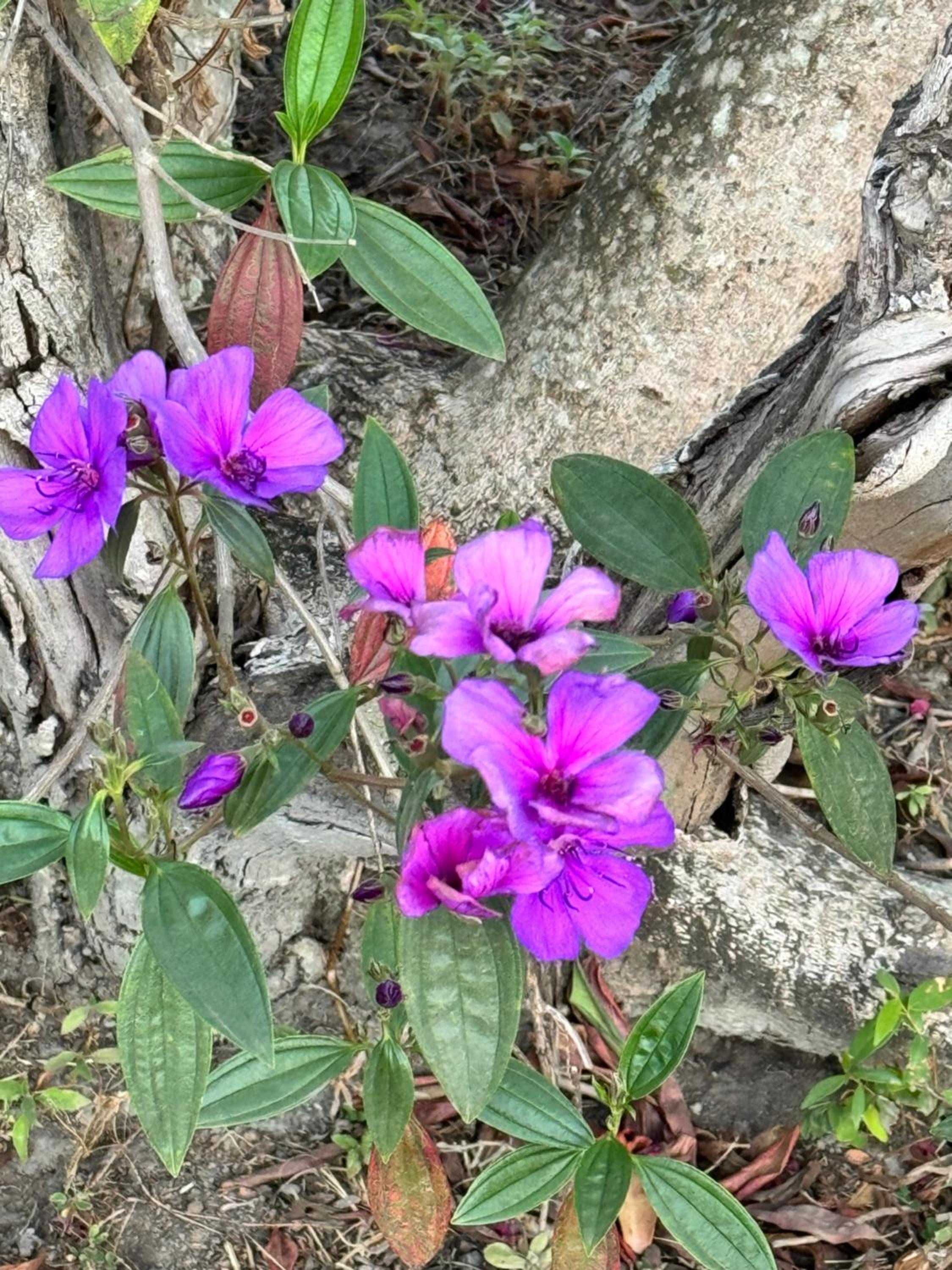 Pousada Terra Santa