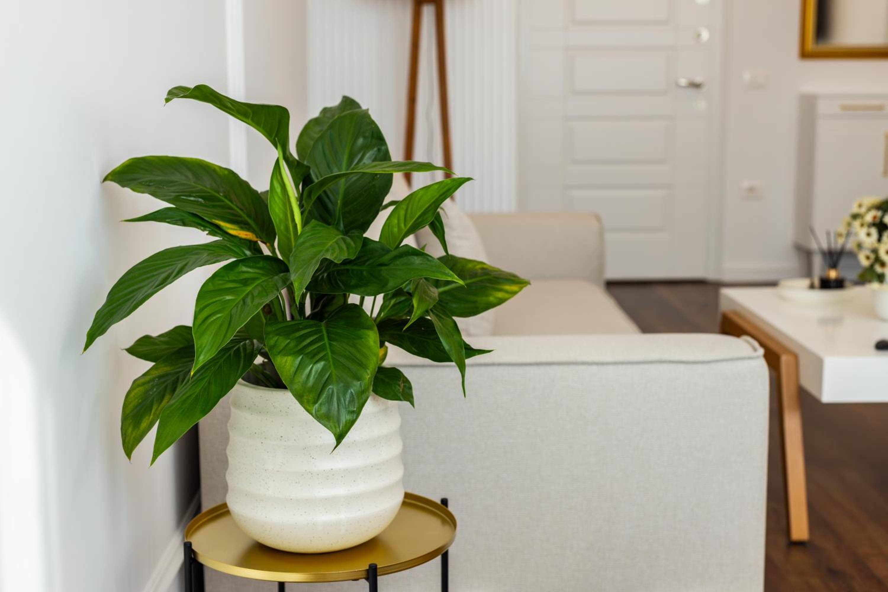 Luxury Rooftop Apartments in Astir