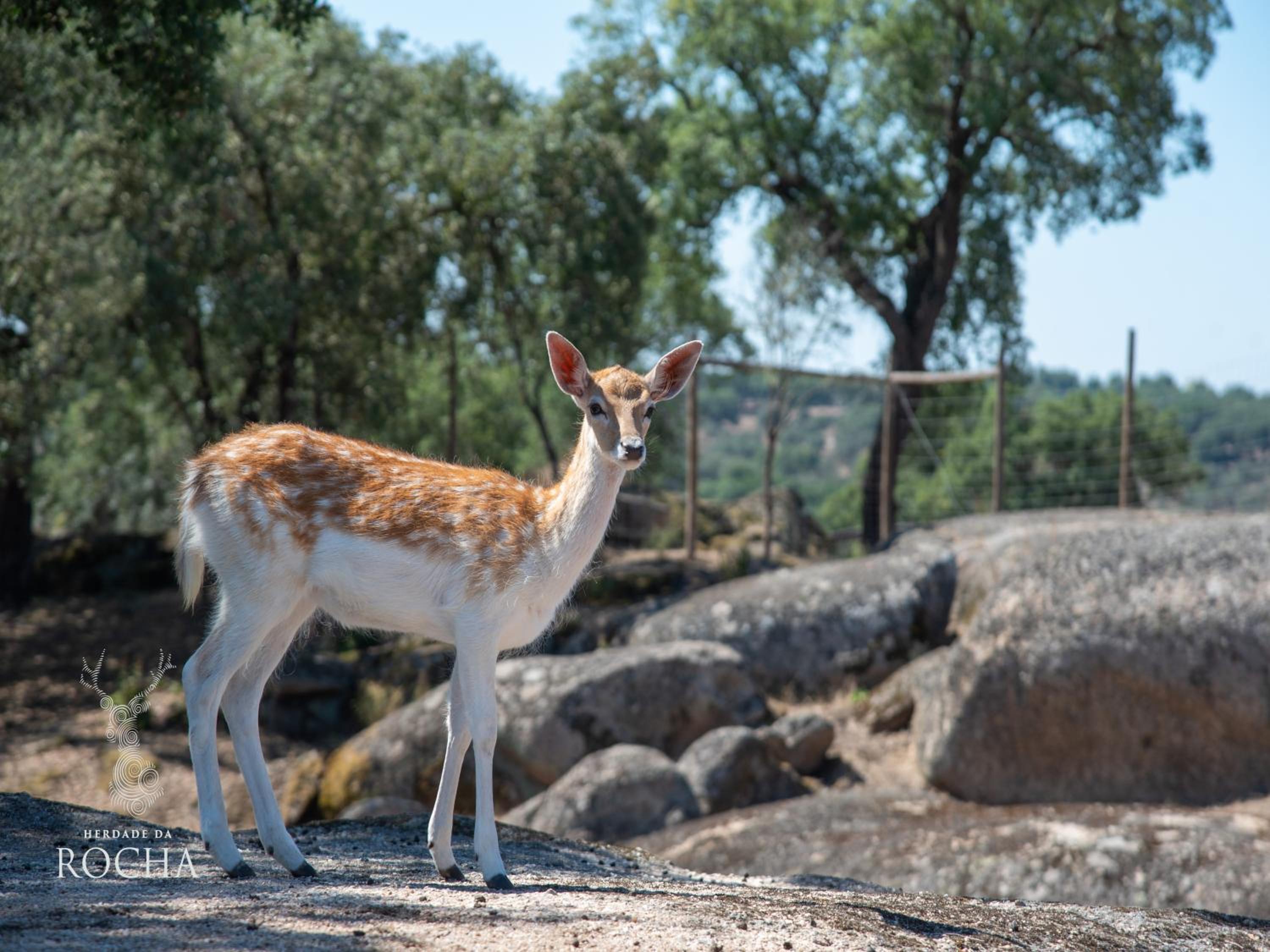 Herdade da Rocha - Boutique Lodge