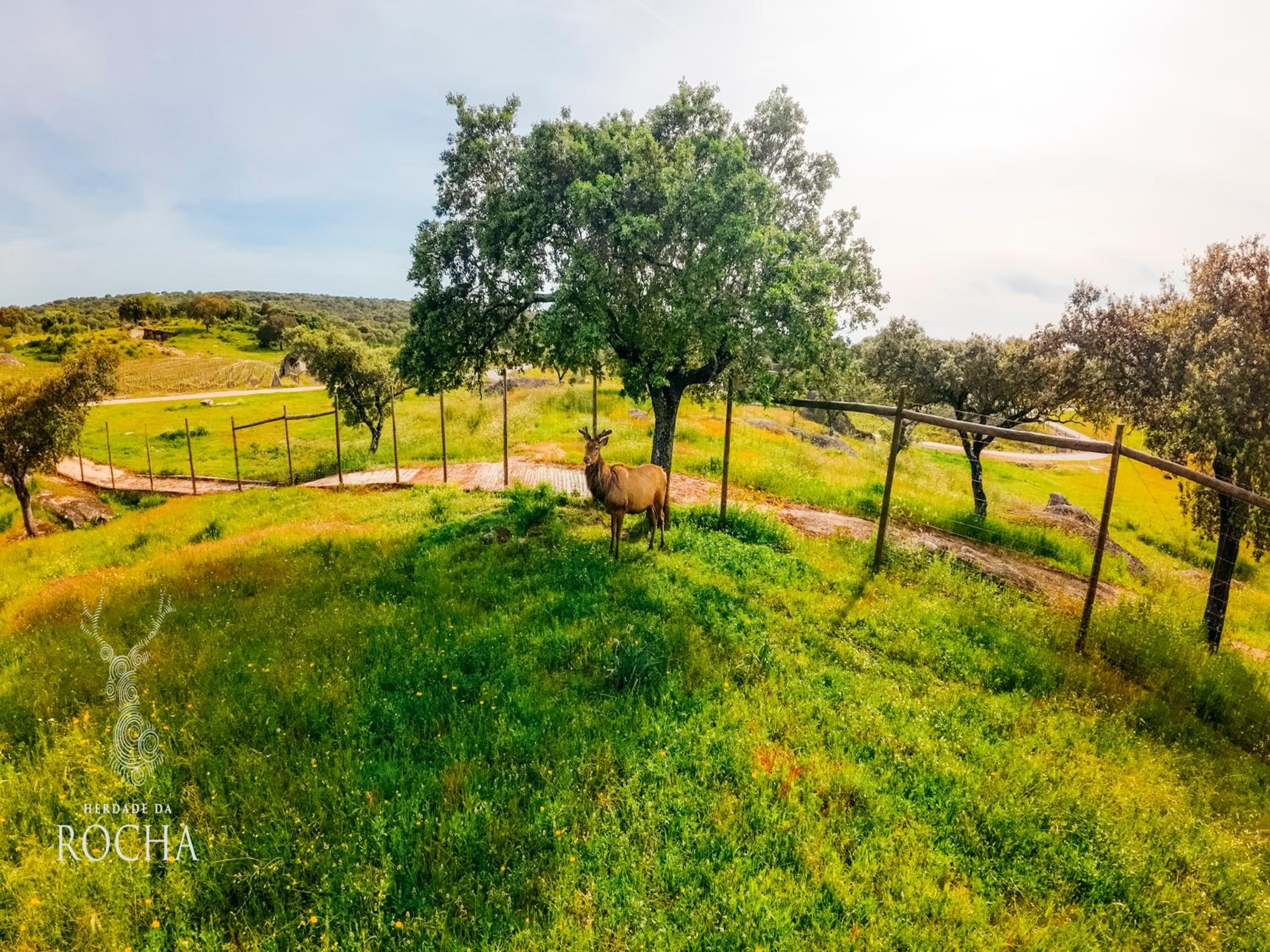 Herdade da Rocha - Boutique Lodge