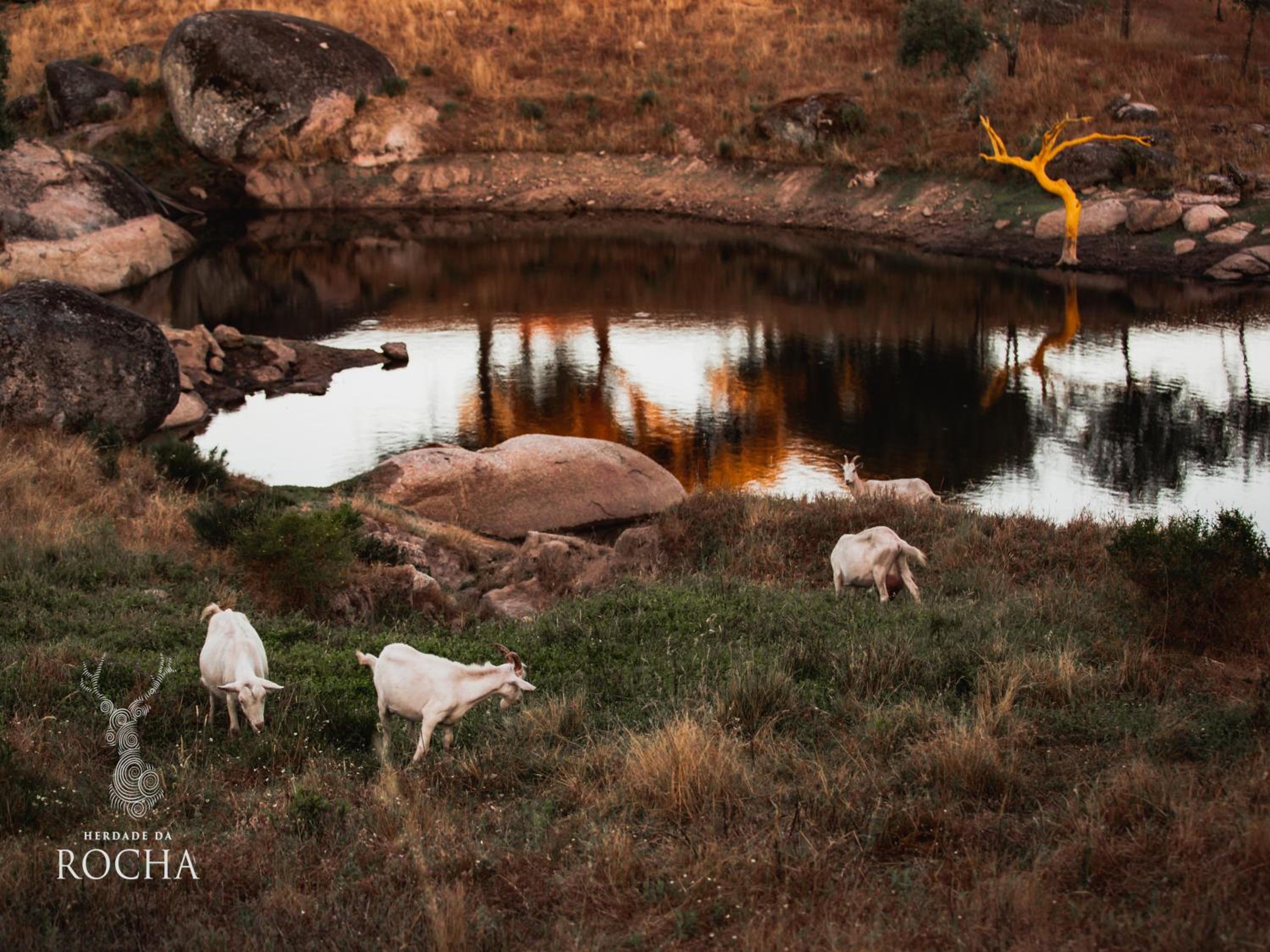 Herdade da Rocha - Boutique Lodge