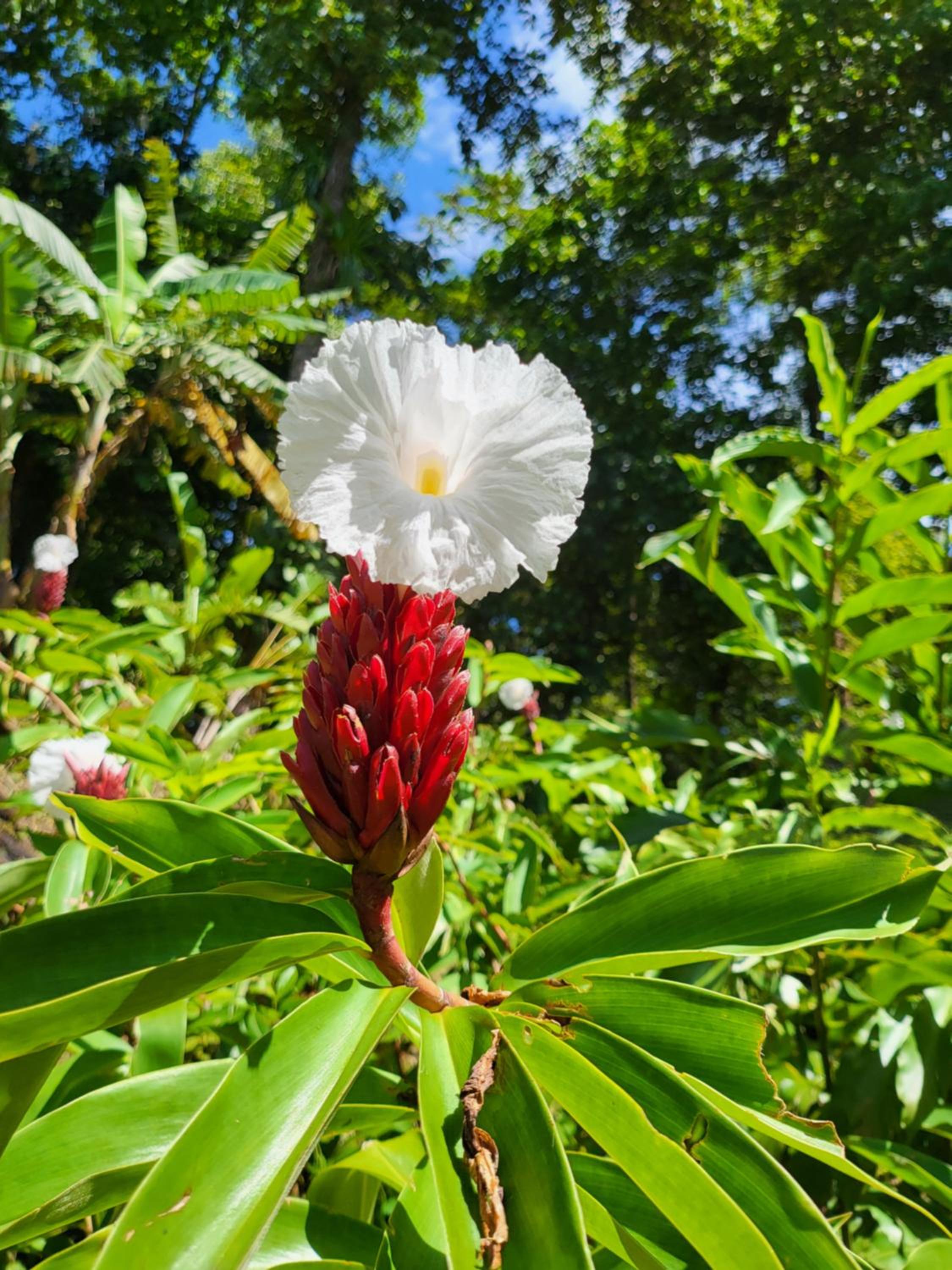 Solarte EcoLodge