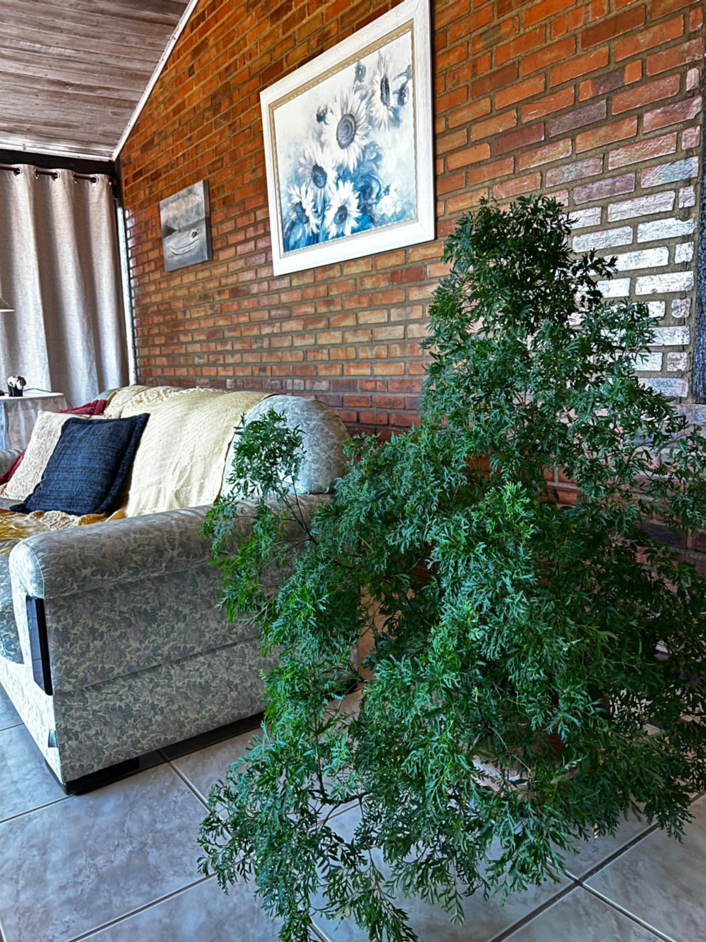Casa Solar da Feliciana
