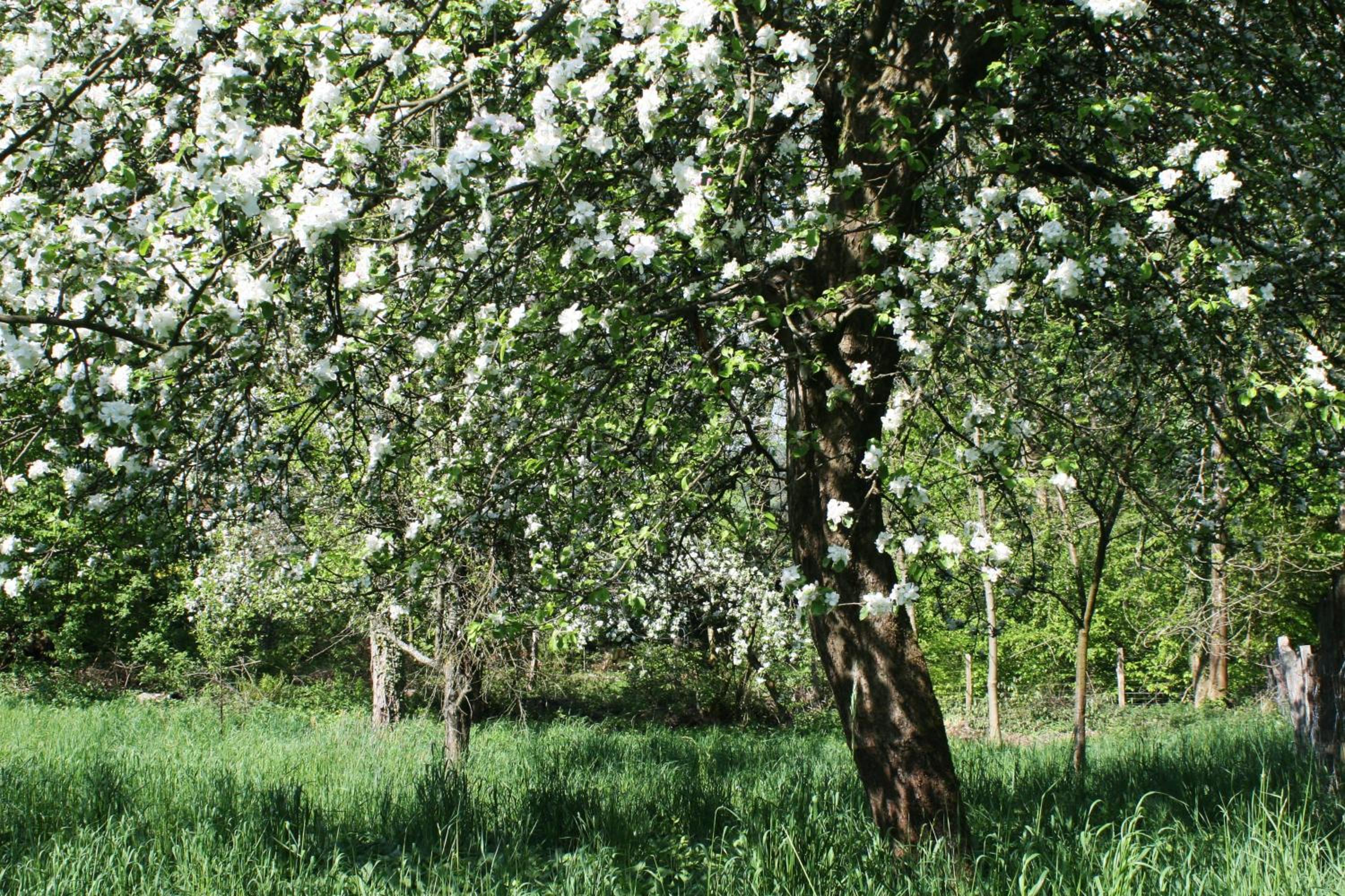 Ferienwohnung am Obstgarten
