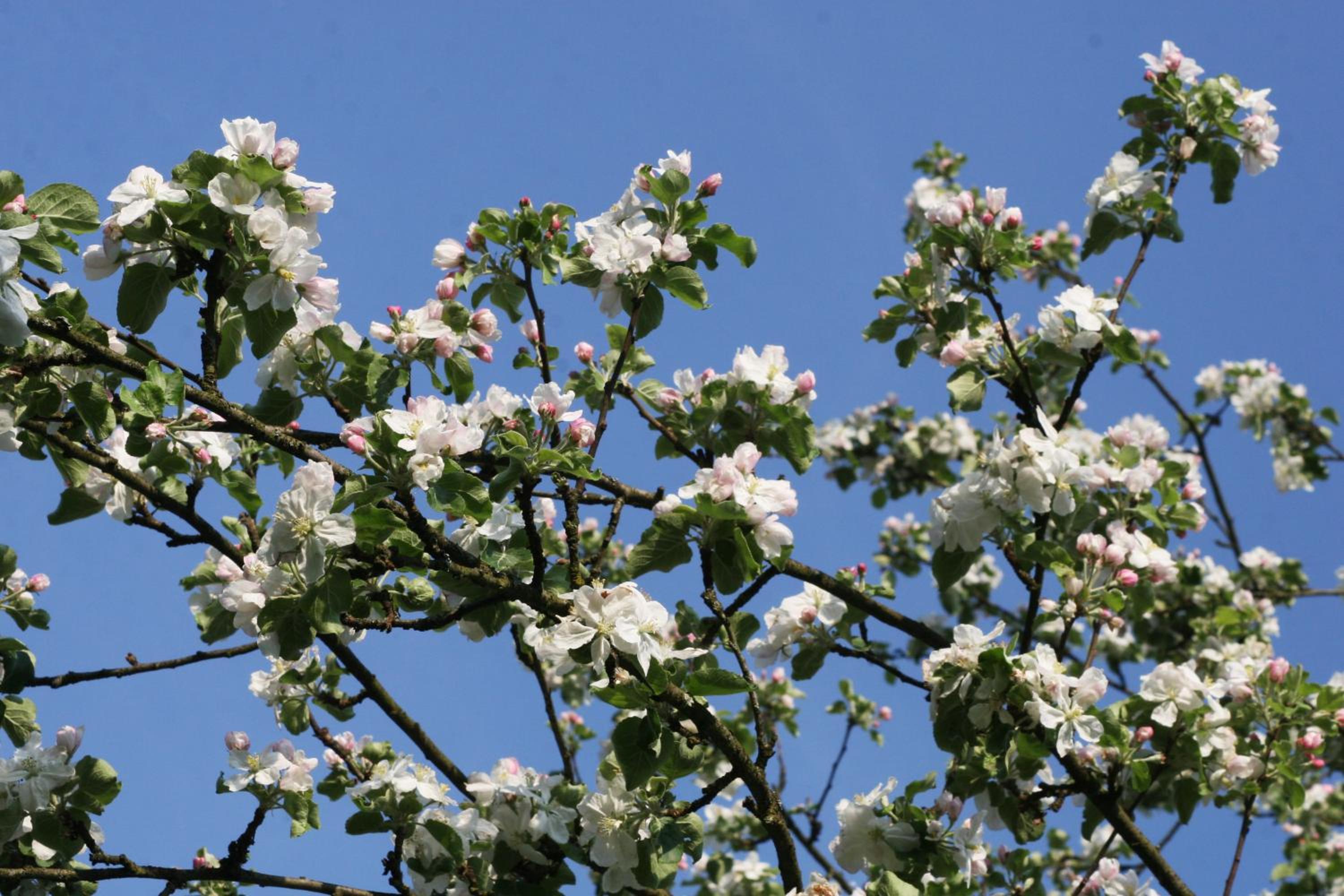Ferienwohnung am Obstgarten