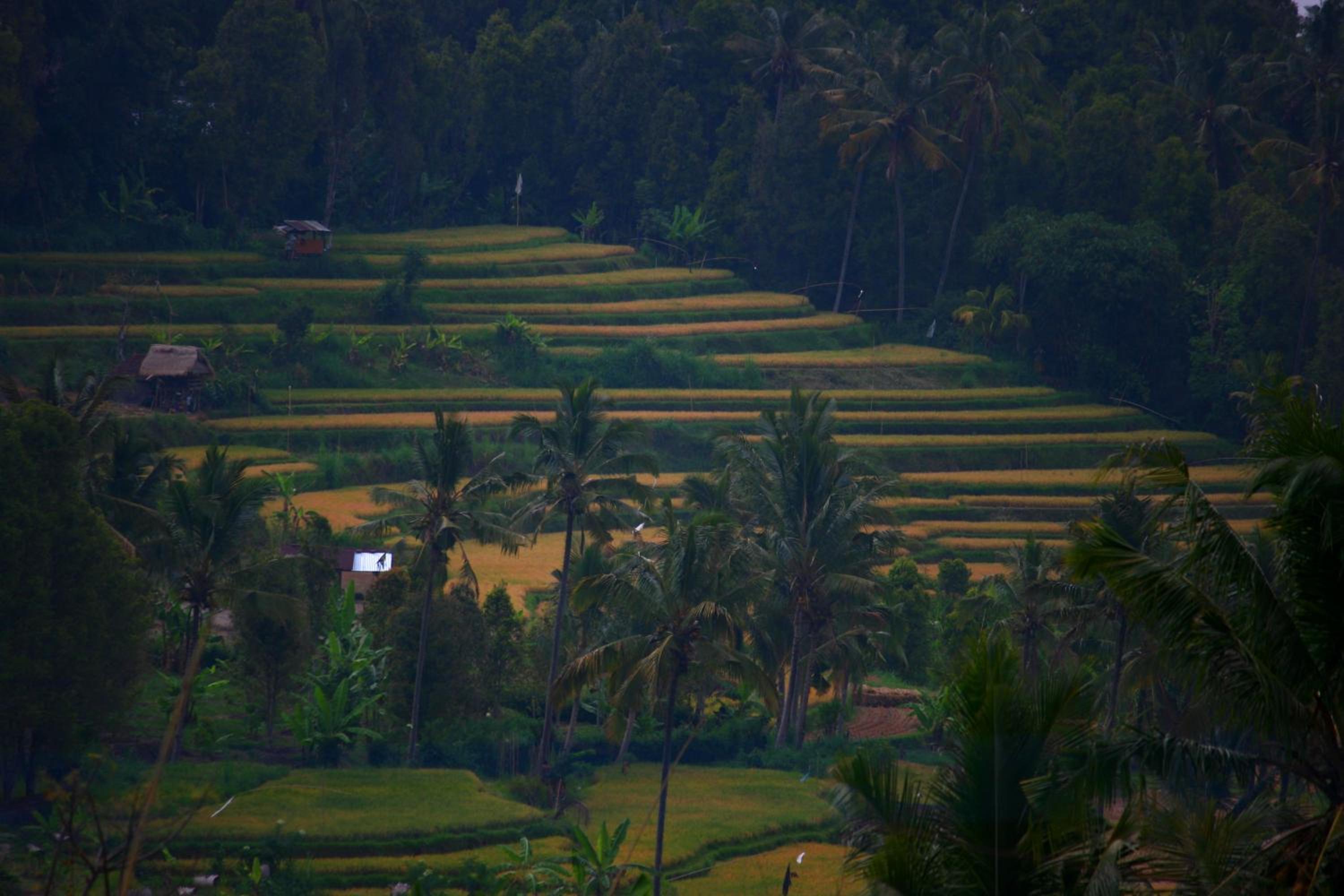 Melanting Cottages