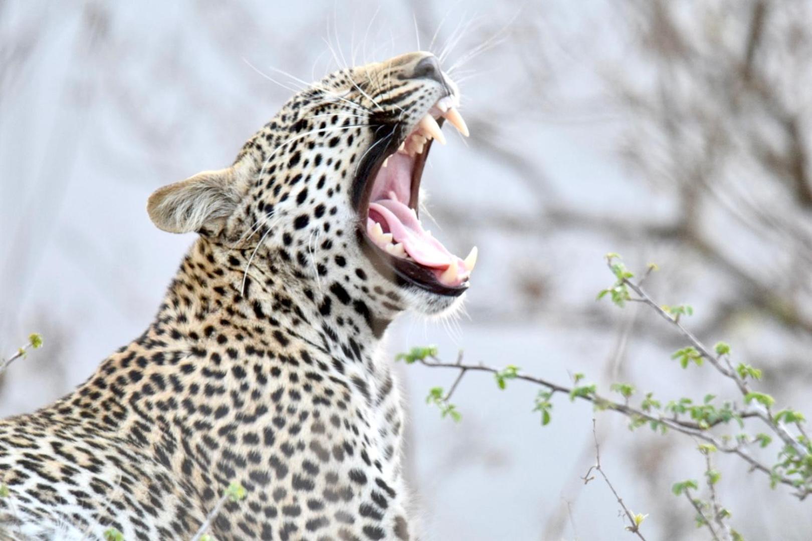 Chobe House Villa and Chalets