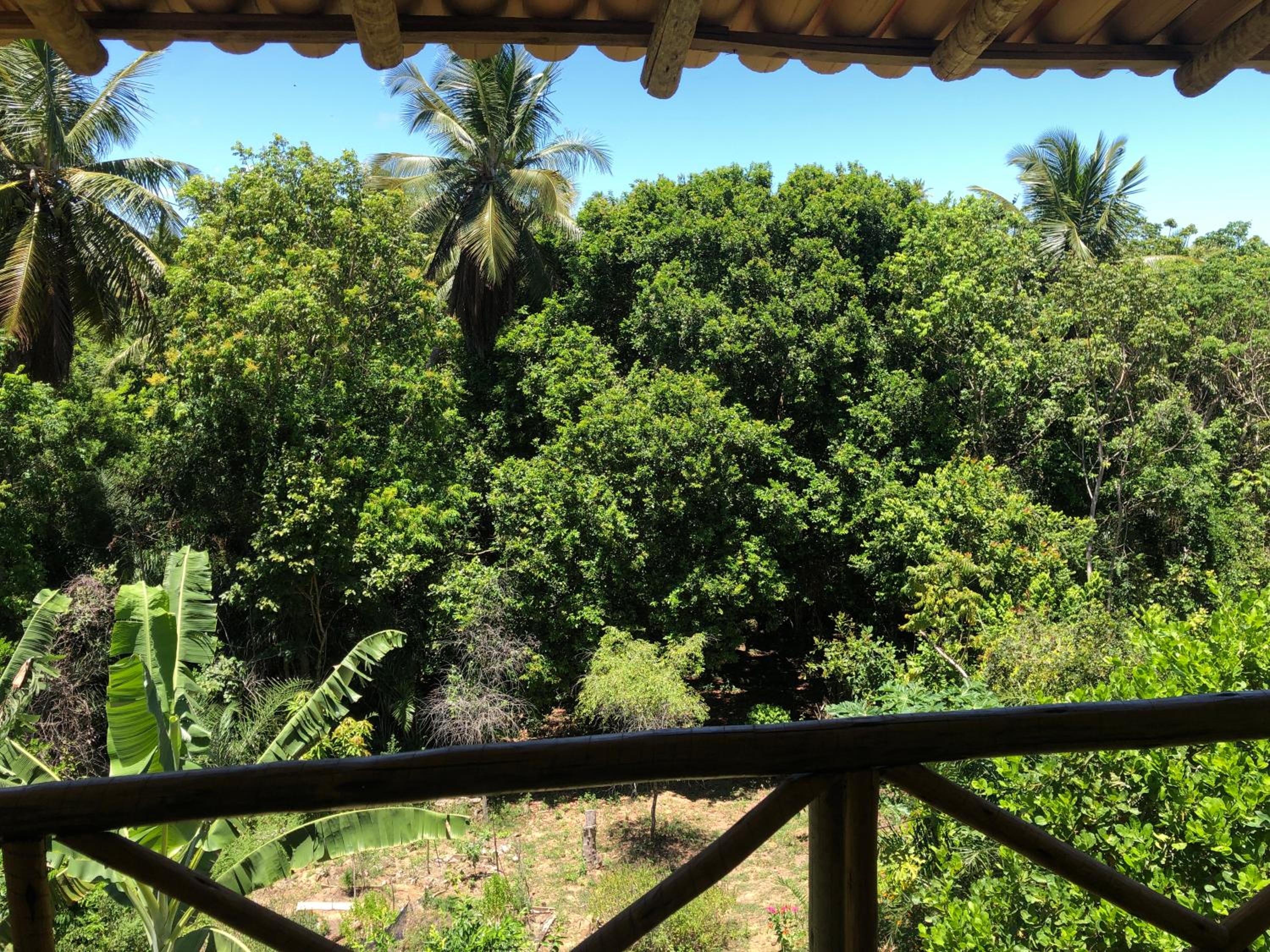 Casa da mata- Vista linda pra mata e jardim privativo