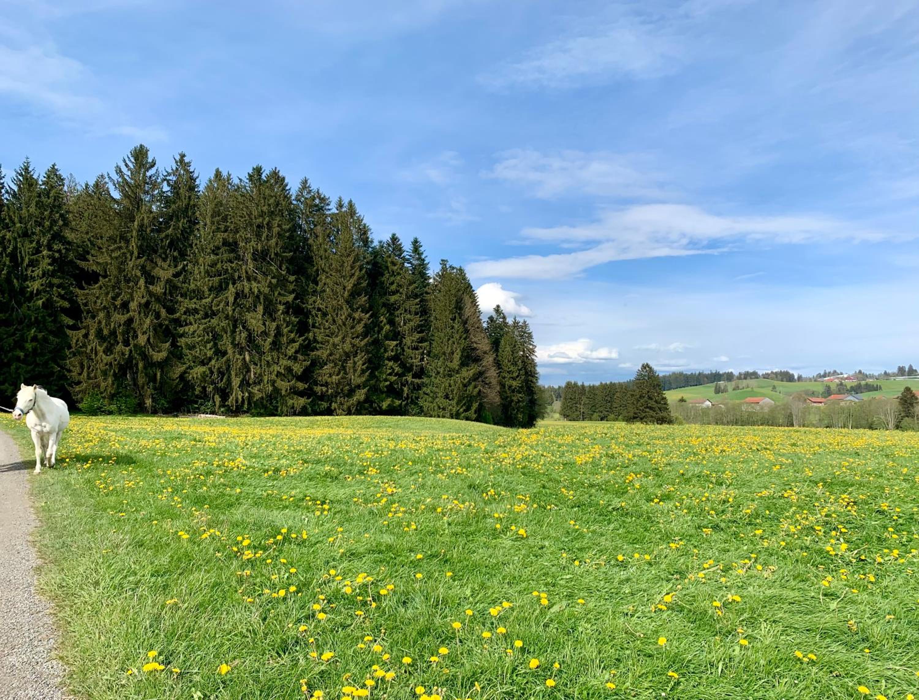 Lindners Hideaways - Bergnest Lodge - Bergblick Fewo 6 Pers Balkon Garten Hund Ski Unterkunft Luftkurort Oberreute nähe Buchenegger Wasserfälle Eistobel Bo