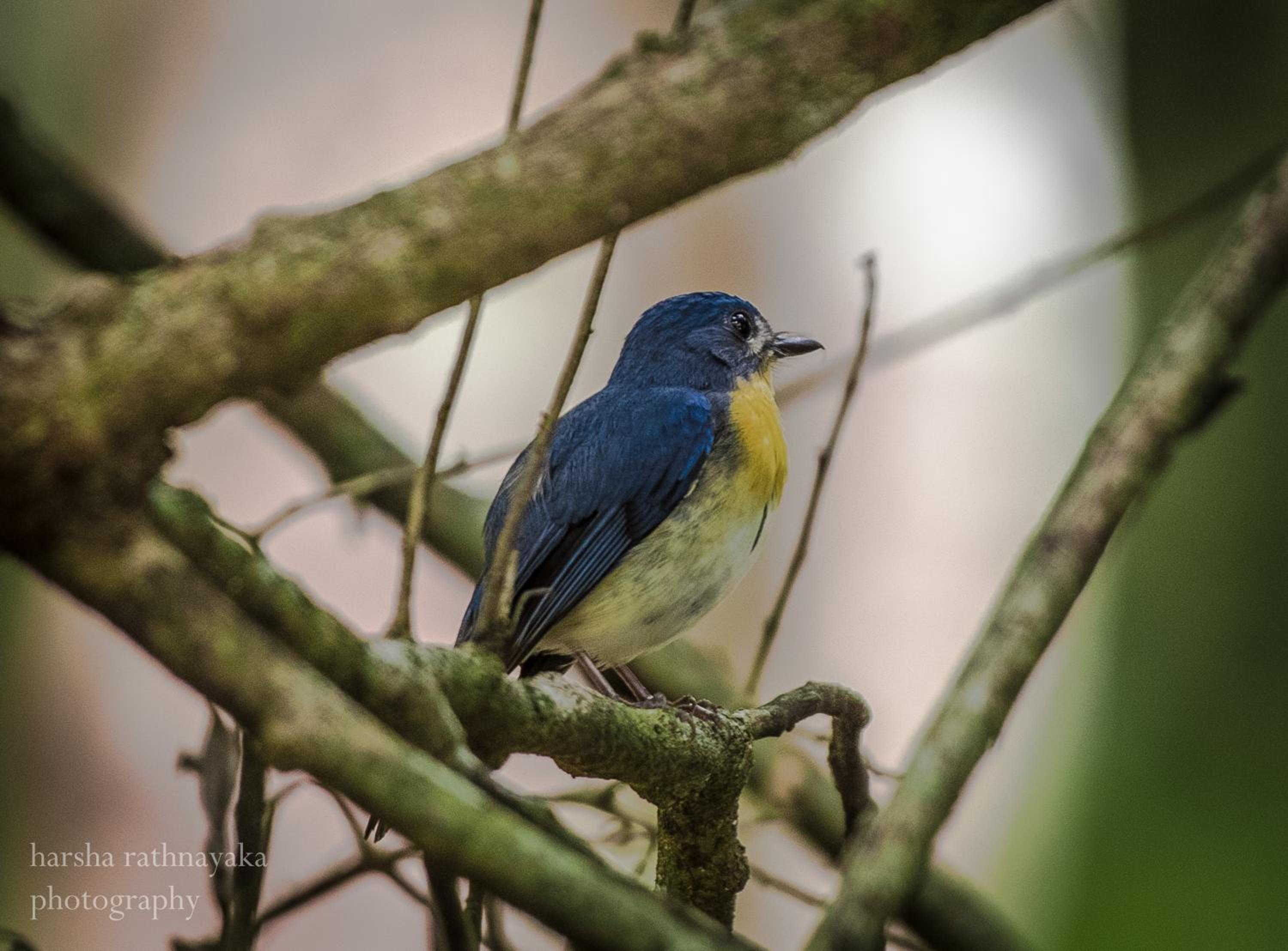 wilpattu lake nest view 5
