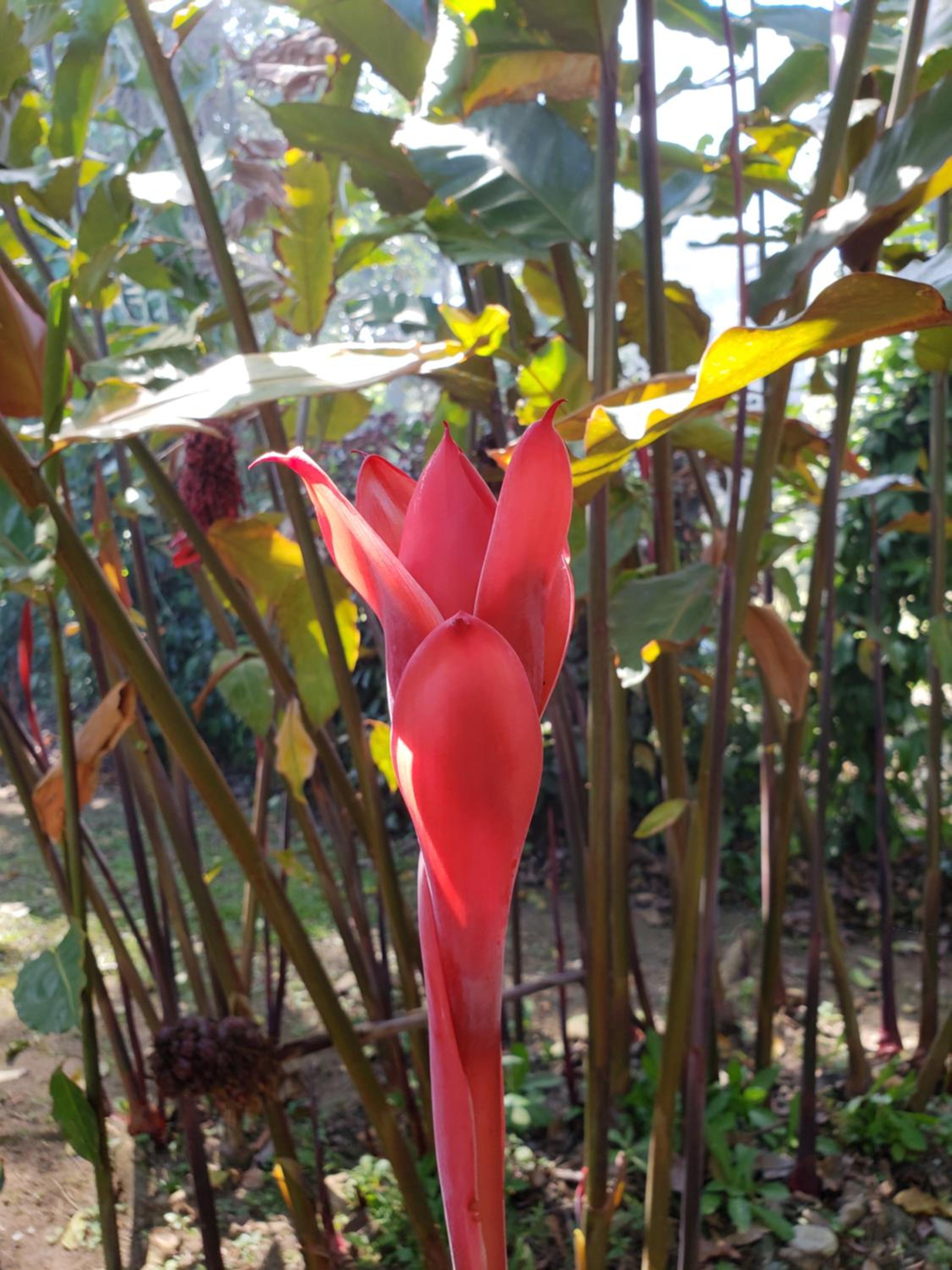 KintsugiKanjiatCocles