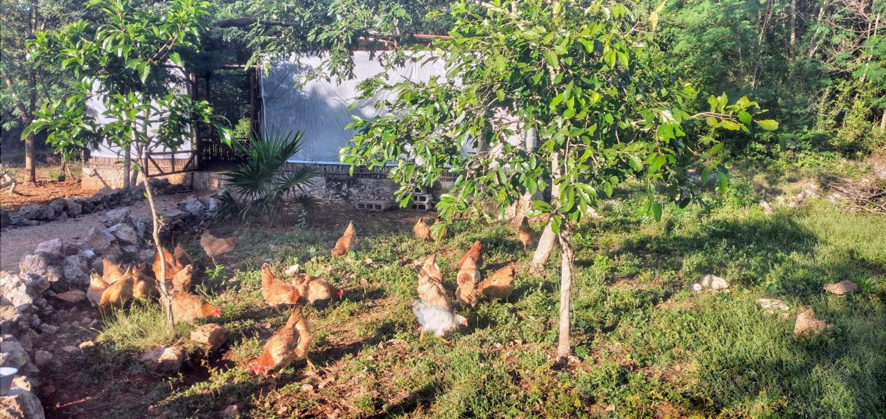 Eco Hacienda ICH-KI