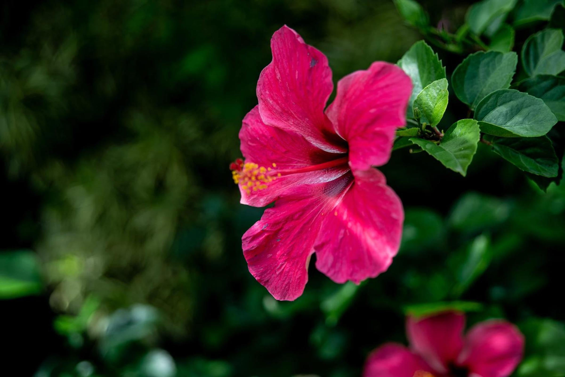 Villa Hibiscus