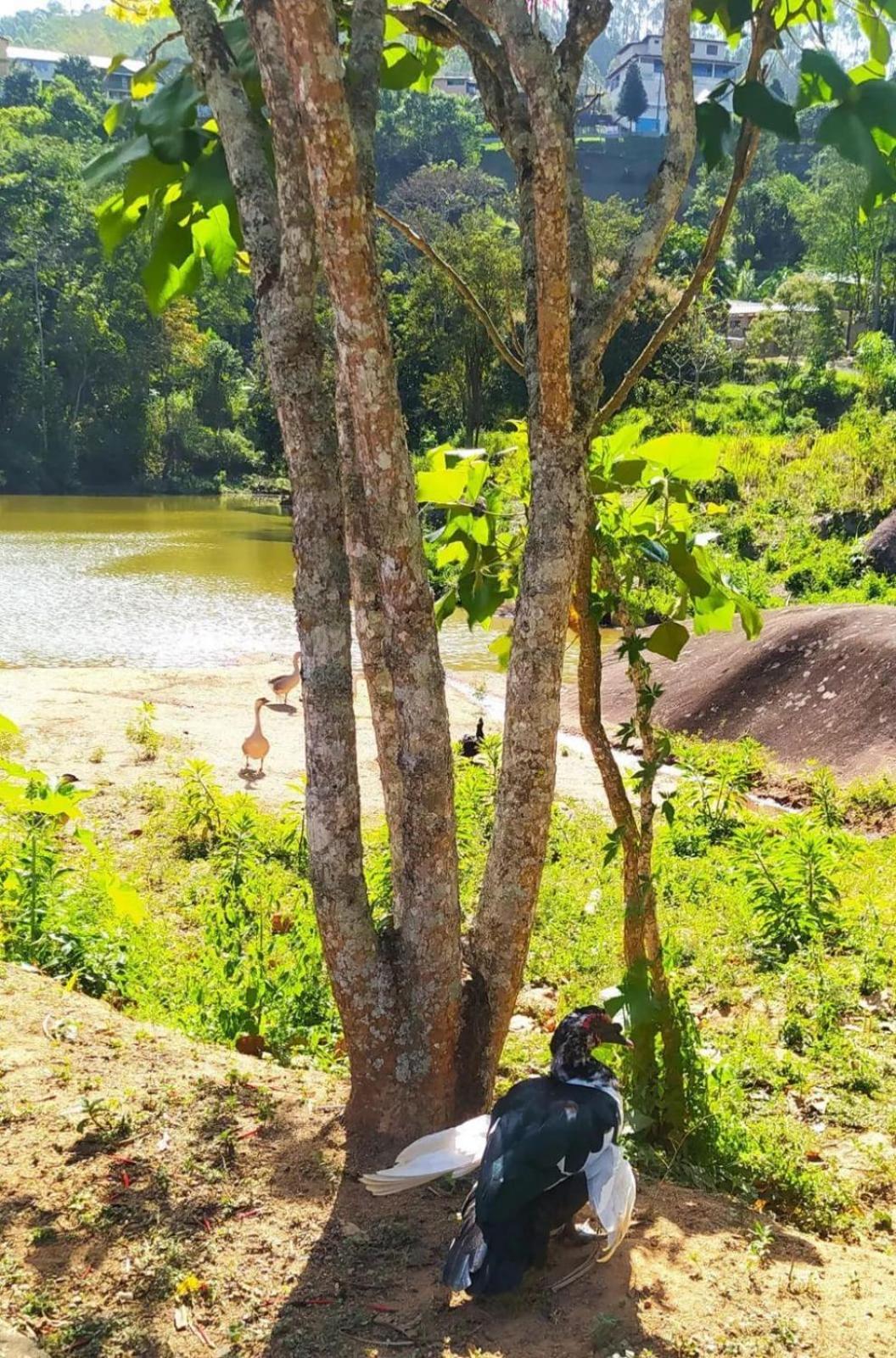 Chalé nas Montanhas Capixabas