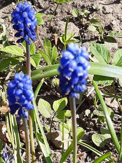 Photo 43