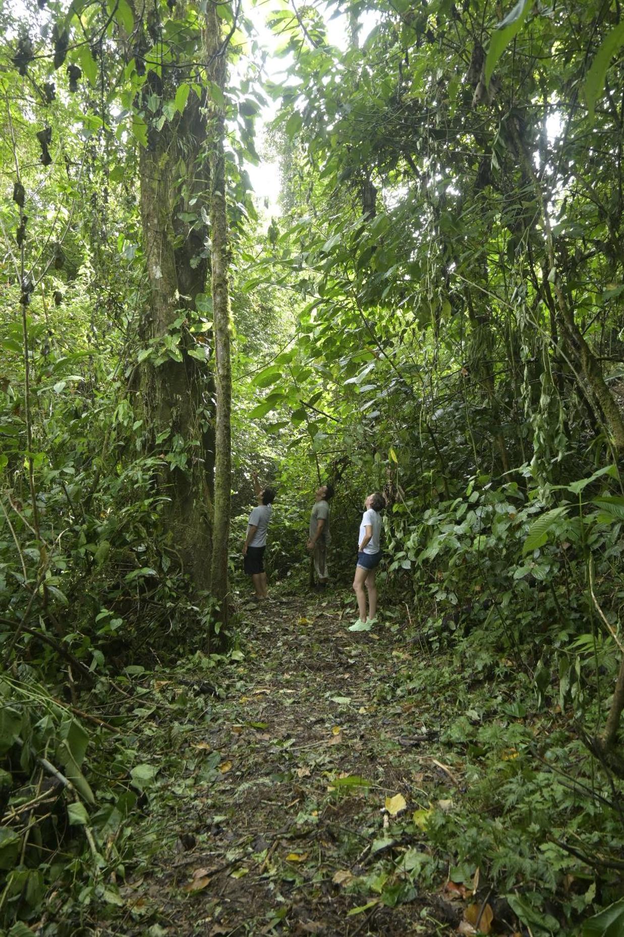 Arenal Hideaway