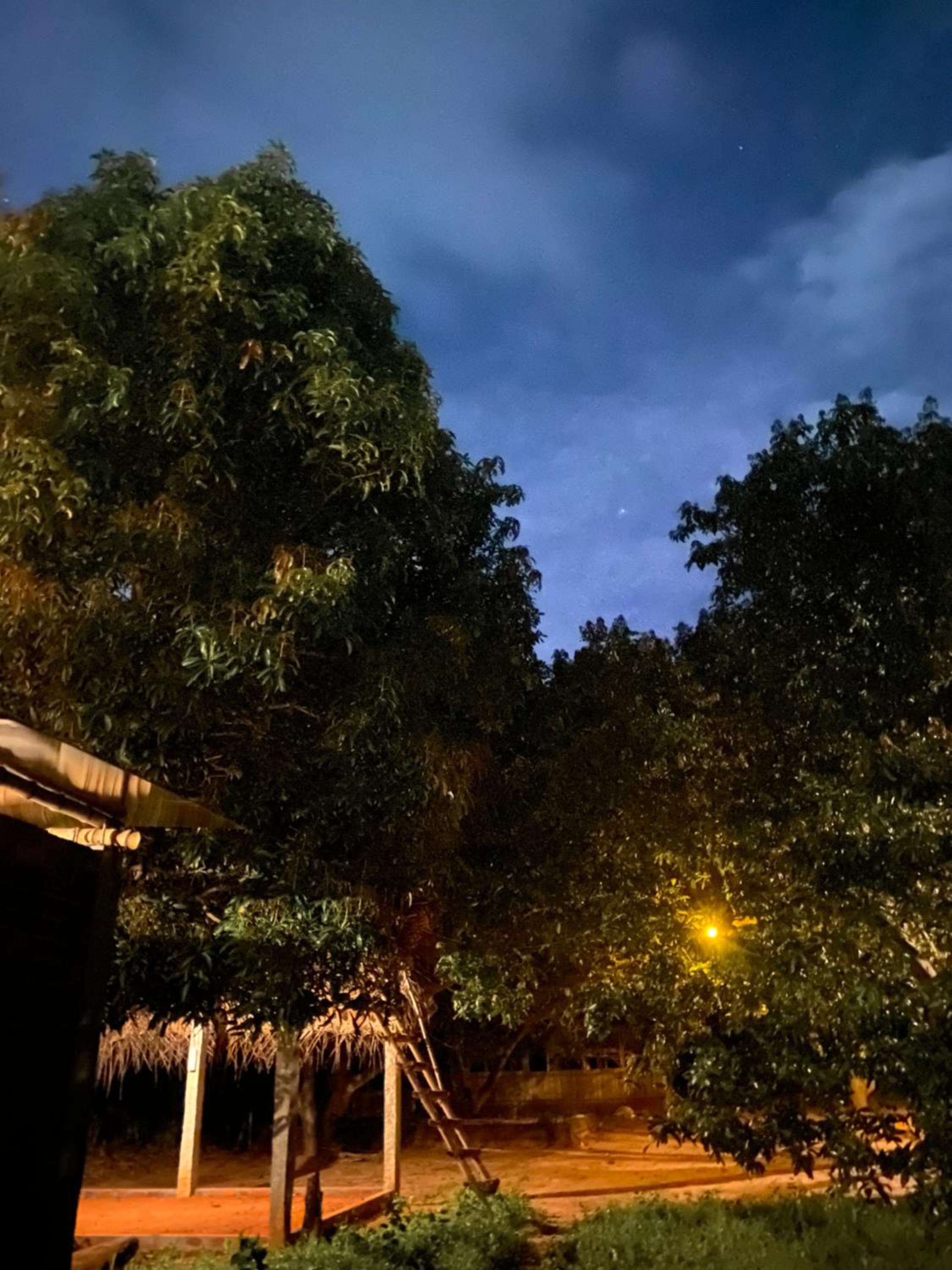 Art Forest