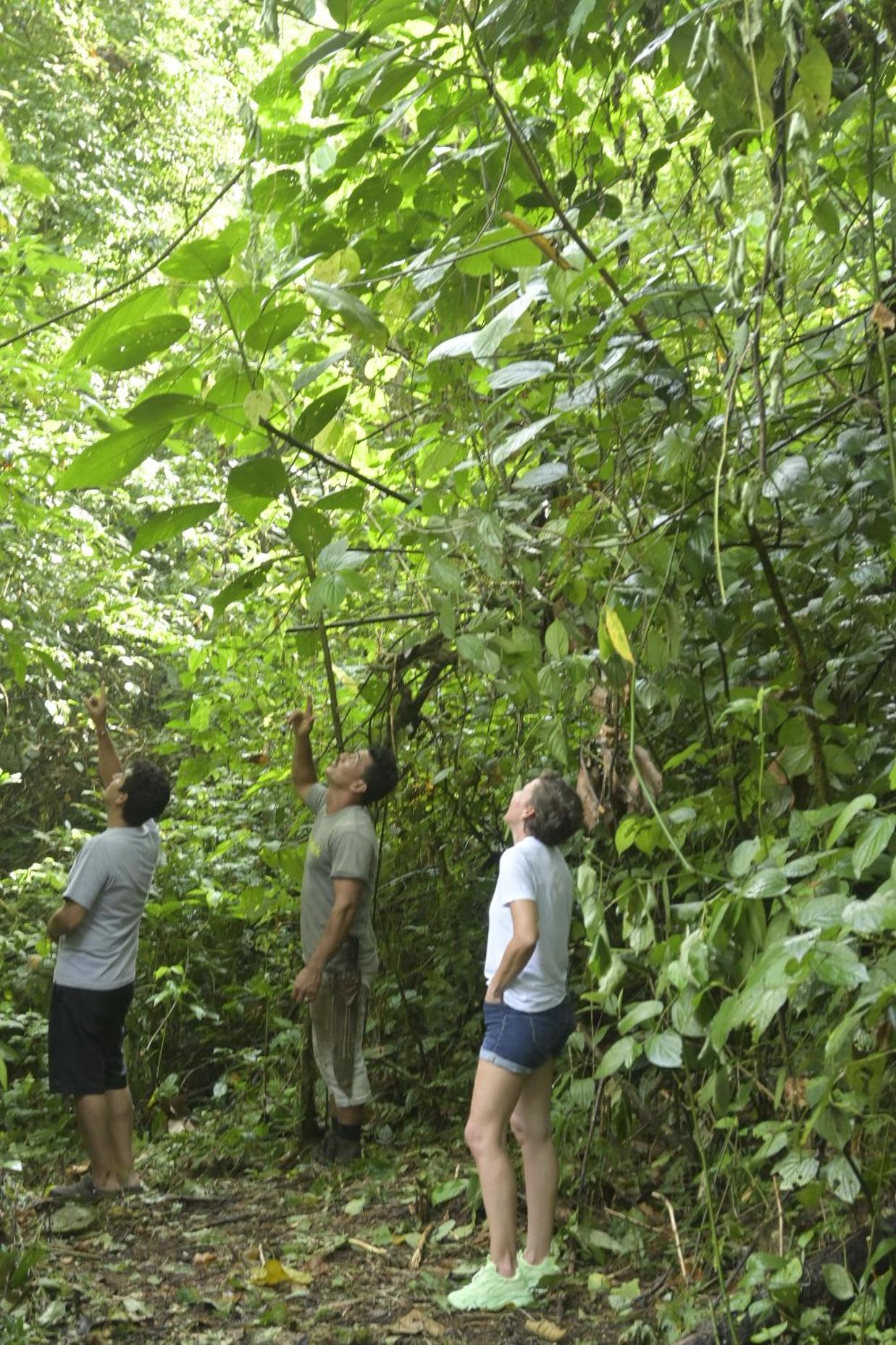 Arenal Hideaway