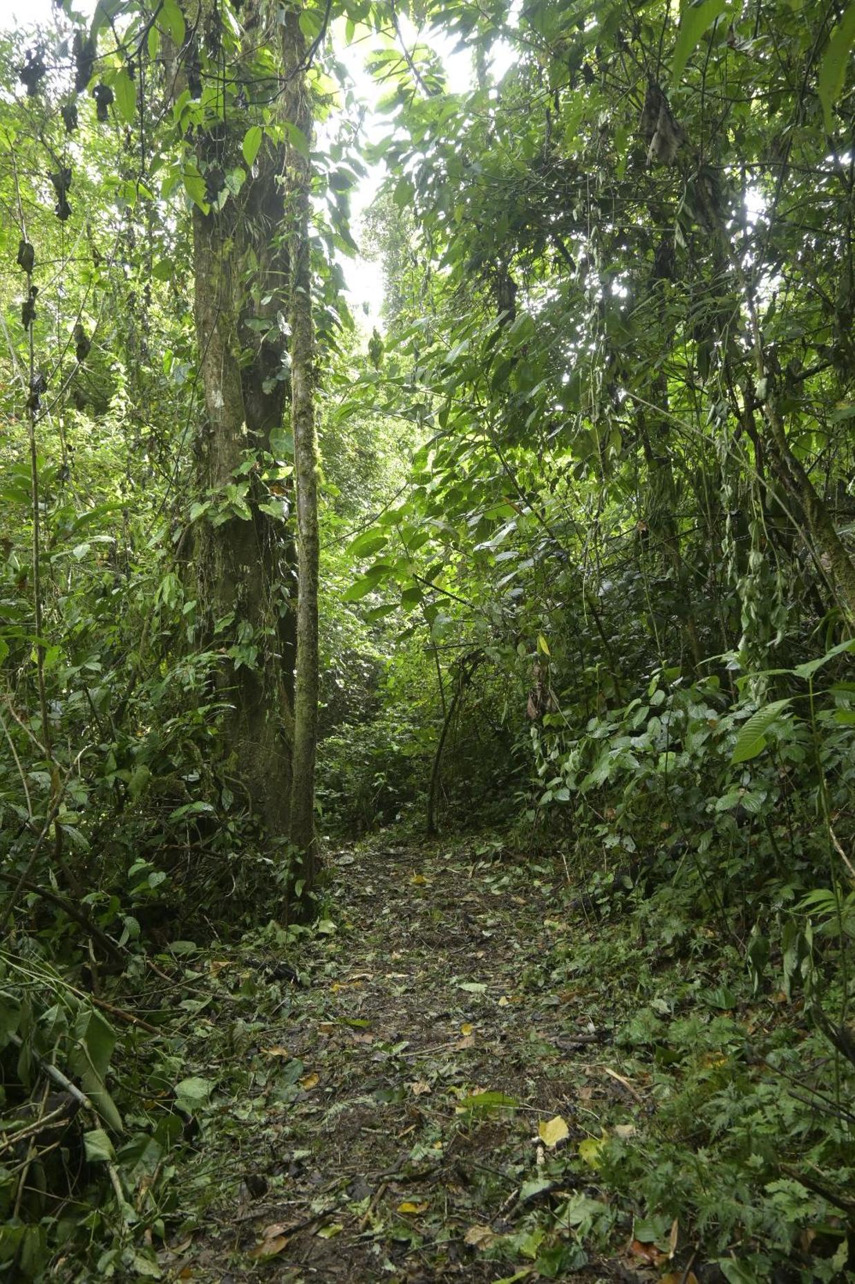 Arenal Hideaway