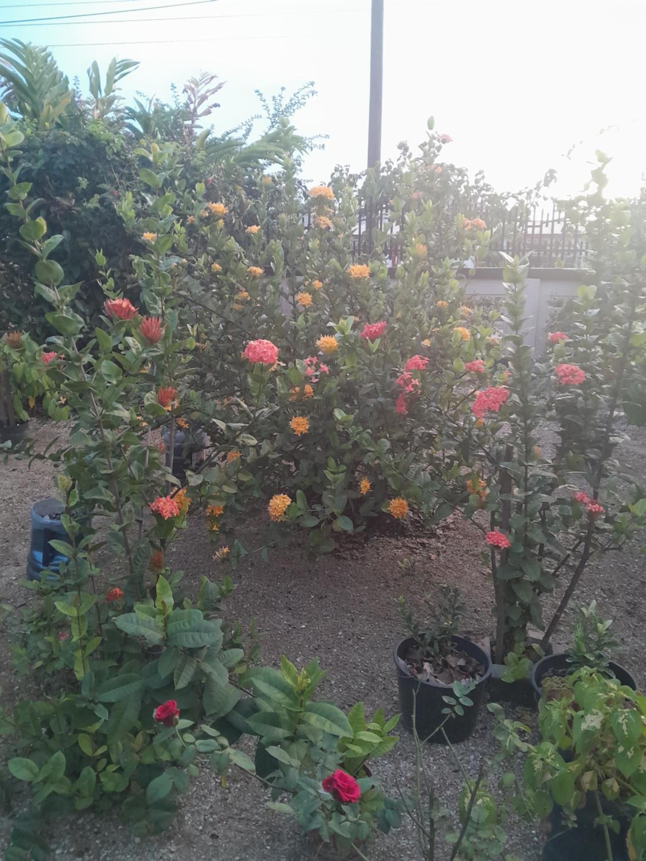 Flower garden view 2
