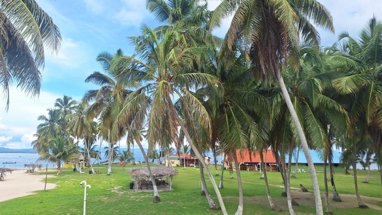 Coconut Paradise