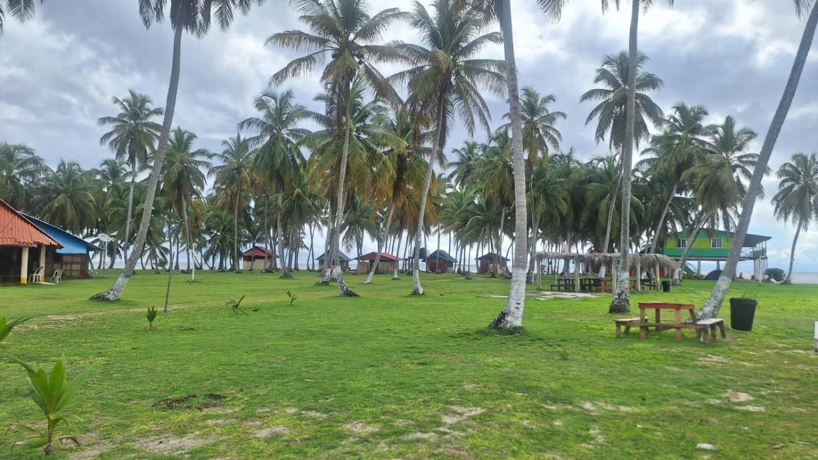 Coconut Paradise