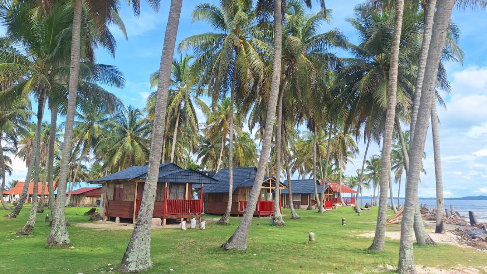 Coconut Paradise