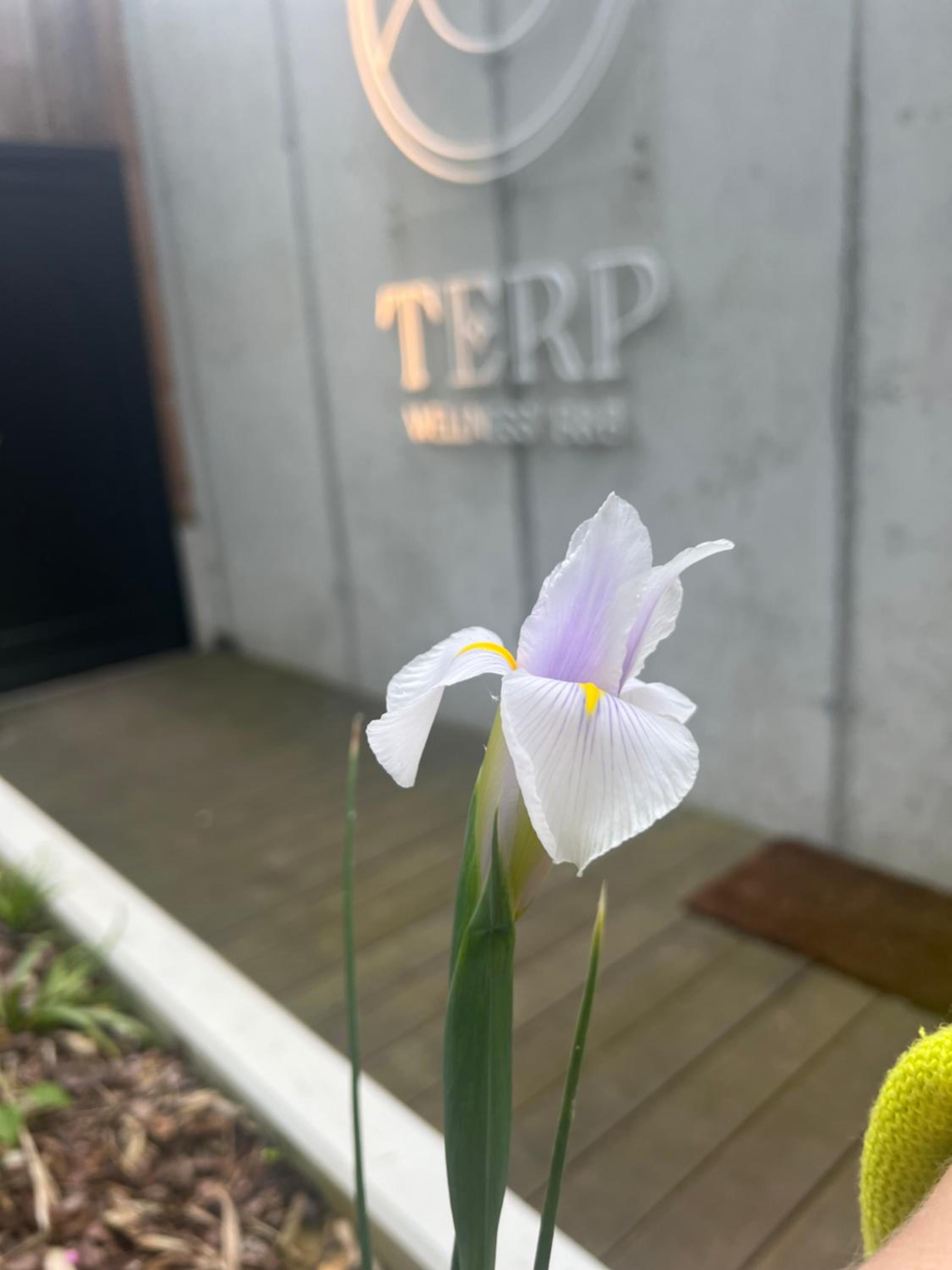 Terp