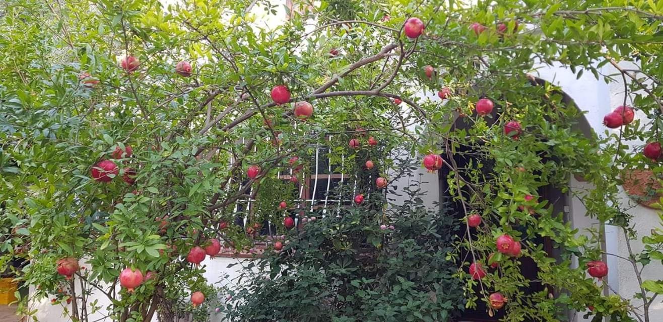 Il giardino di FraFa view 4