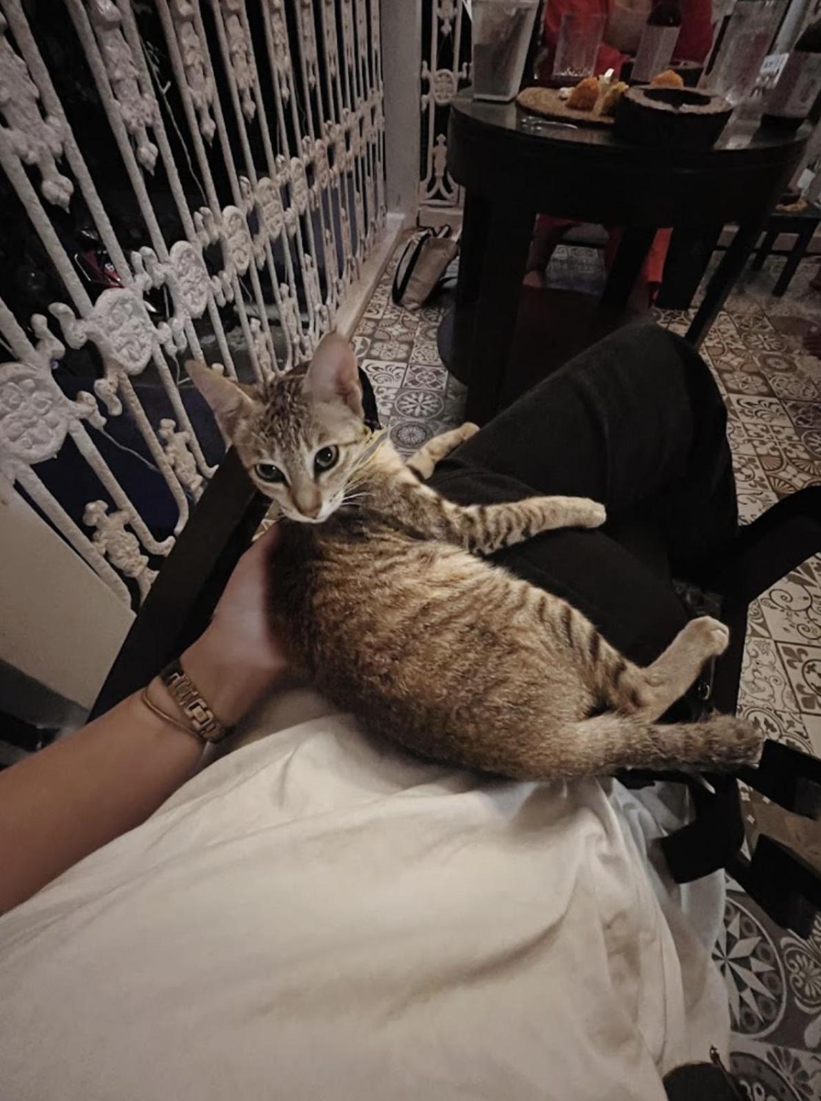 human