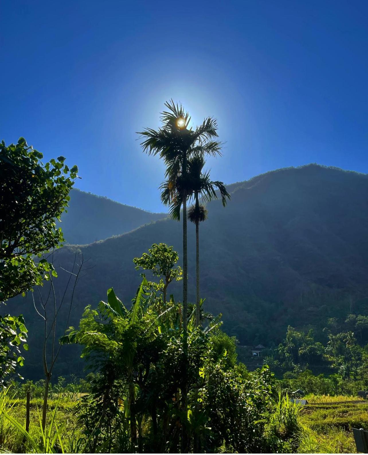 Tropical Habitat Bali