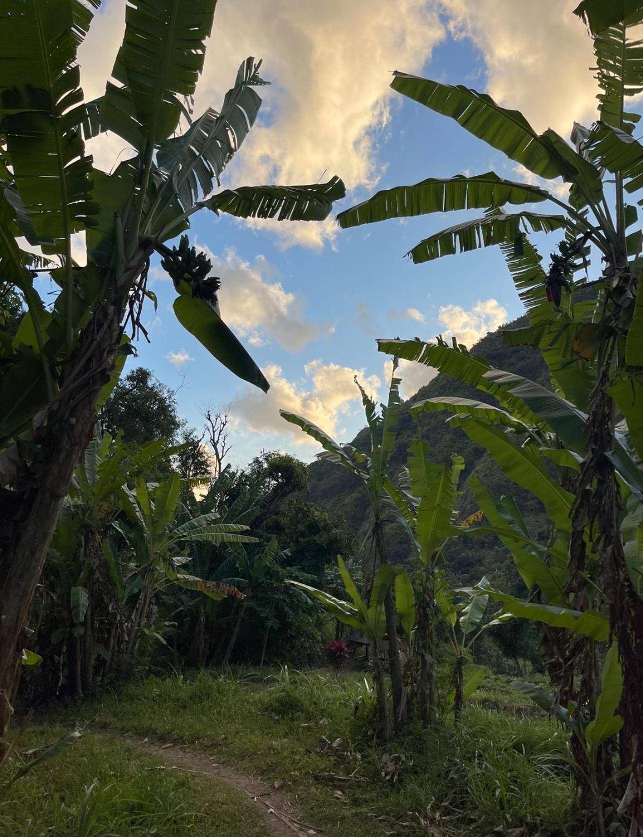 Tropical Habitat Bali
