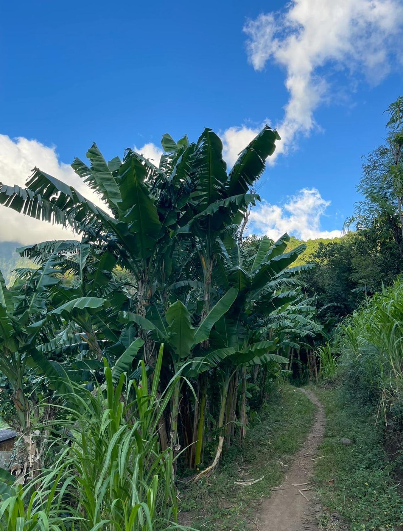 Tropical Habitat Bali
