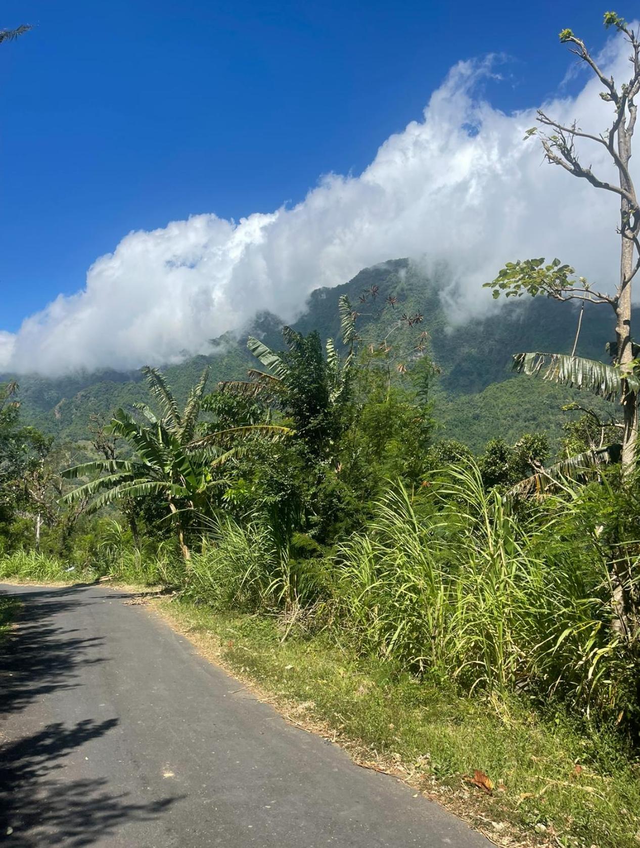 Tropical Habitat Bali