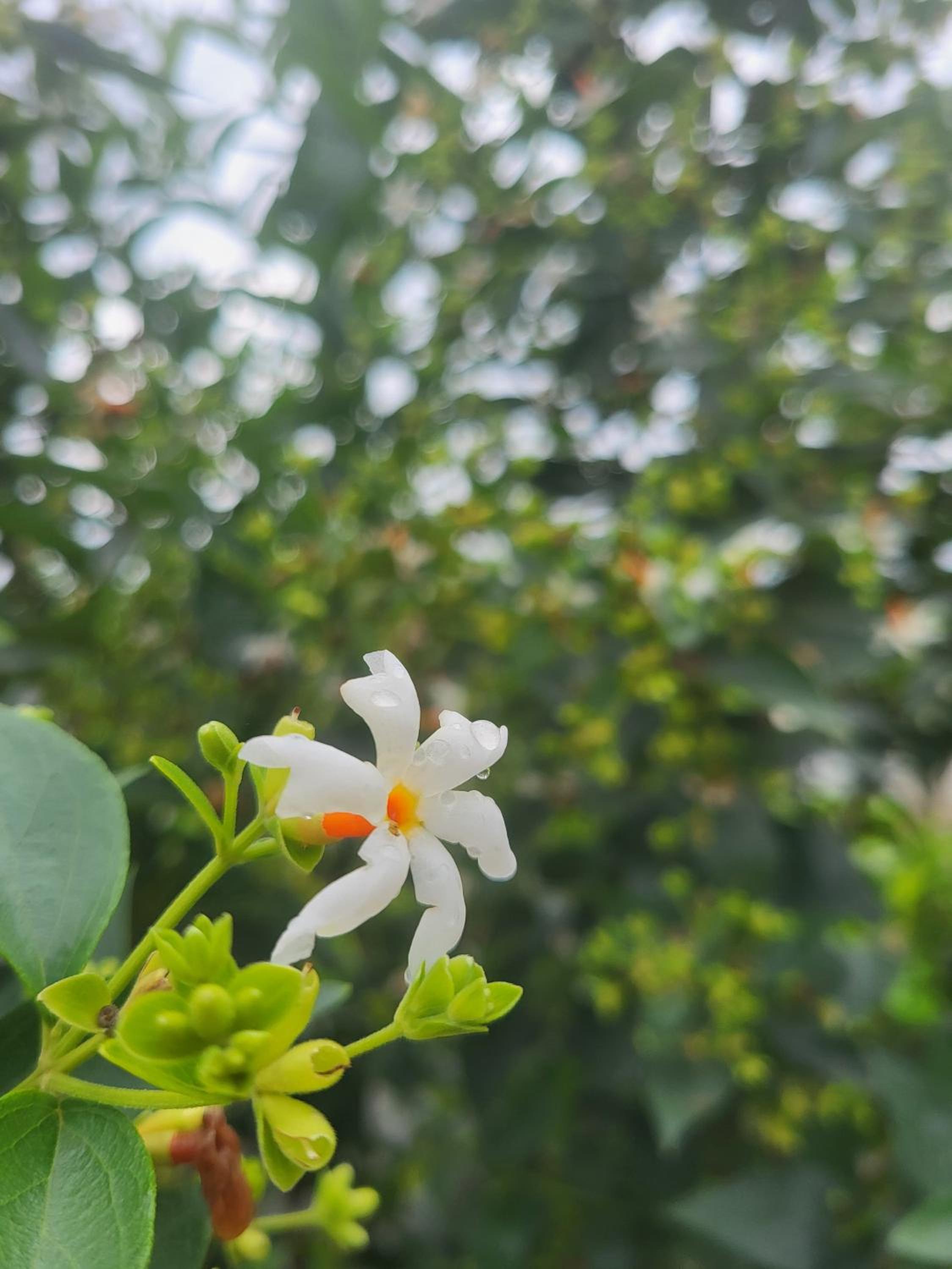 Bhaktivilla