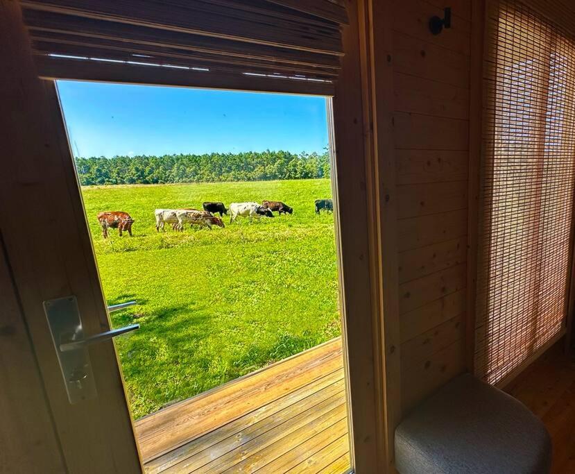 Tranquil Modern Farm Cabin view 2