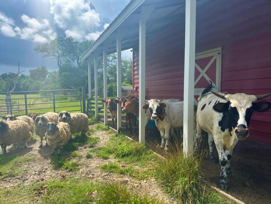 Tranquil Modern Farm Cabin view 4