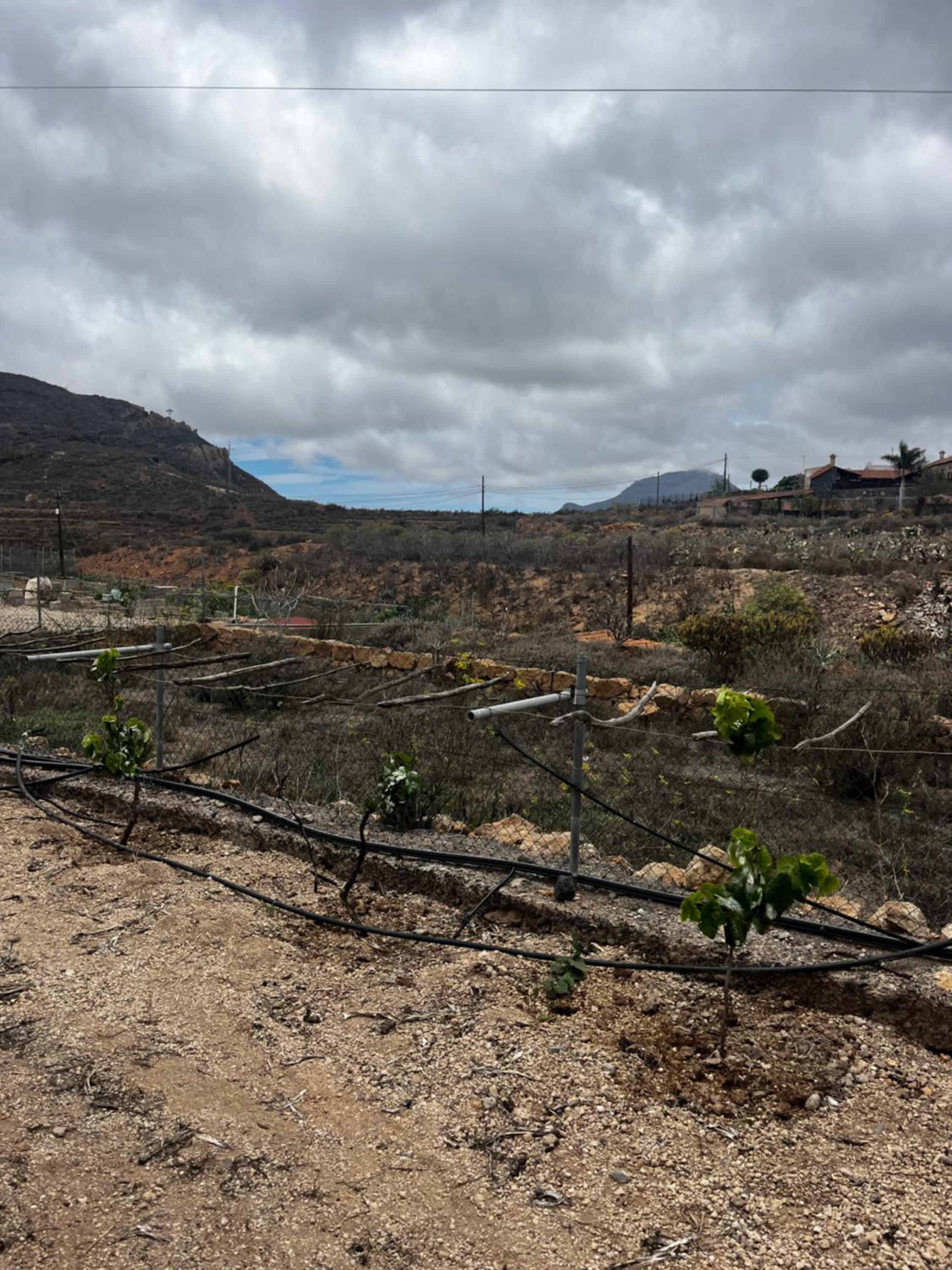 Tantulia la casita del Caballo