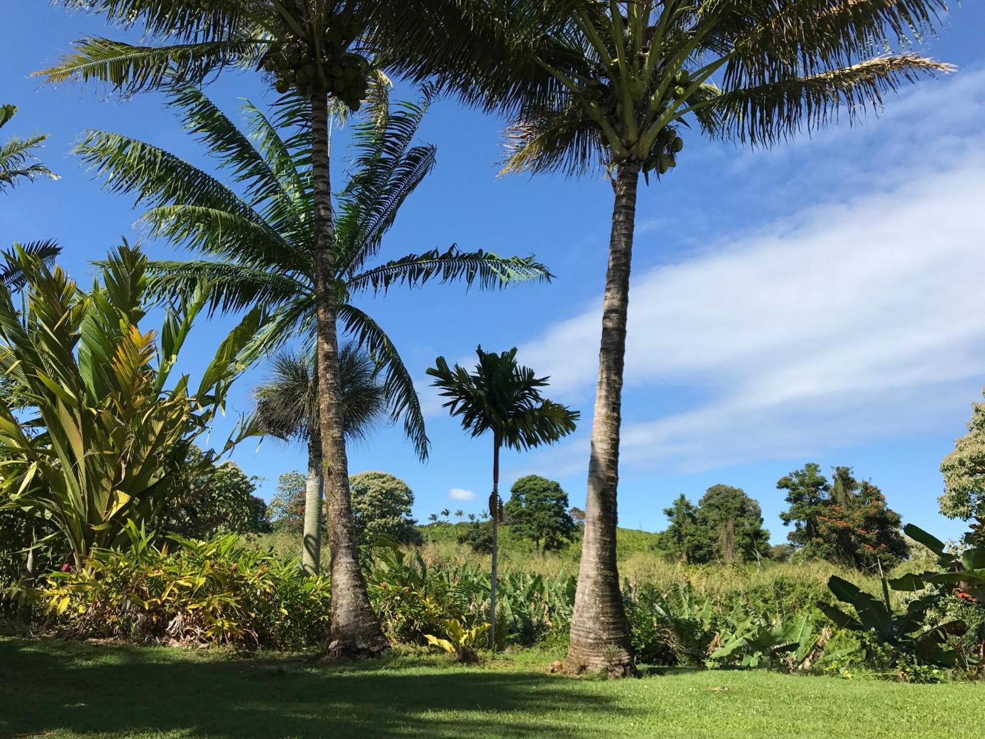 Island Goode's - Luxury Adult Only Accommodation near Hilo