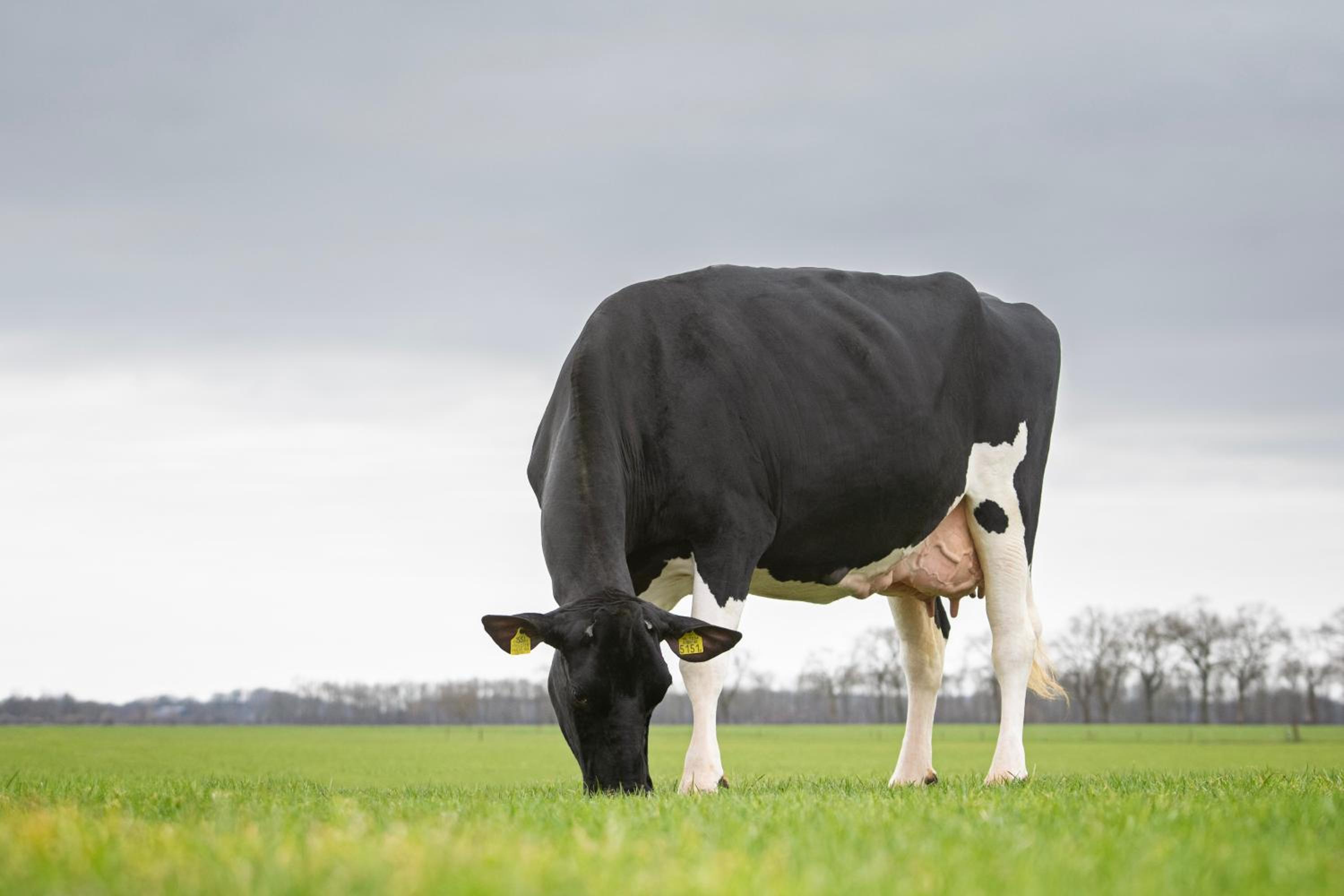 De Pastorij, heerlijke rustgevende plek tussen de koeien!