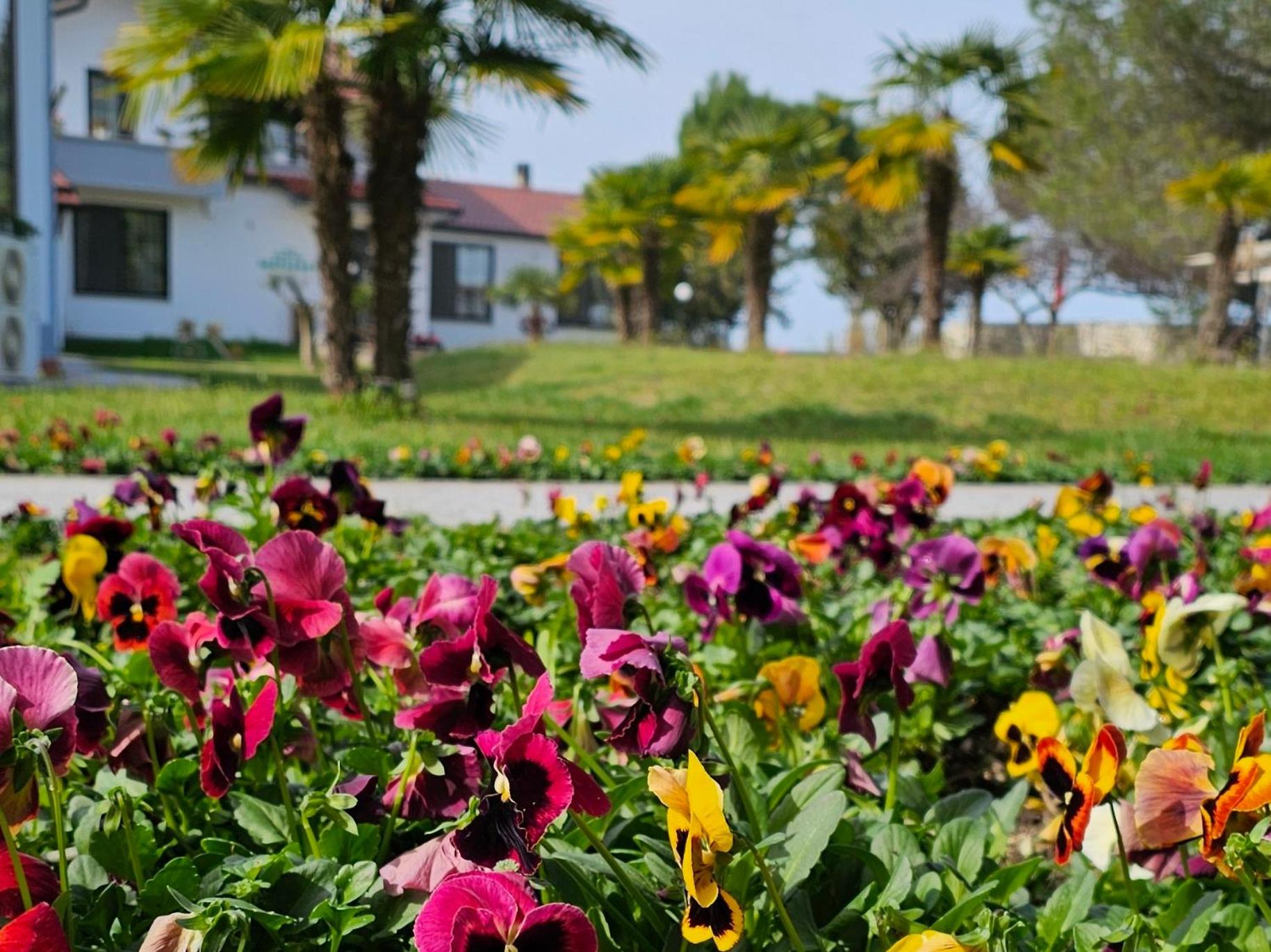 Green Park Divjake photo 2