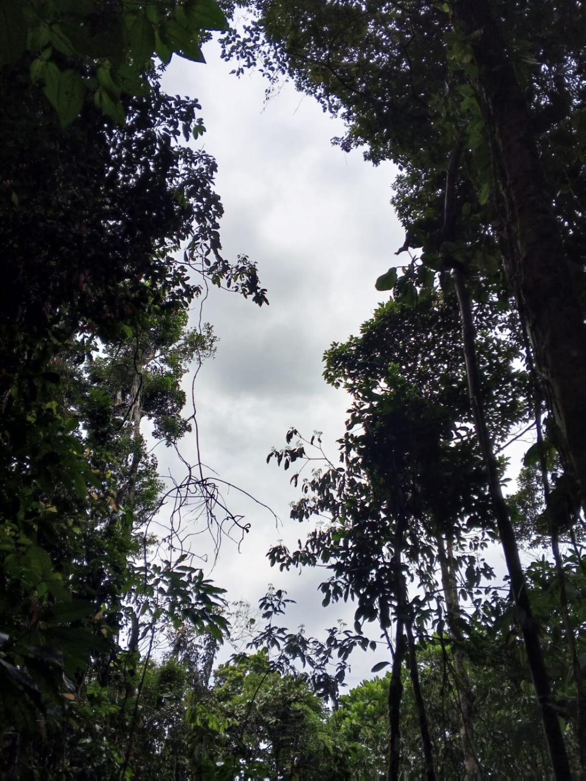 Ingaru Amazon Lodge