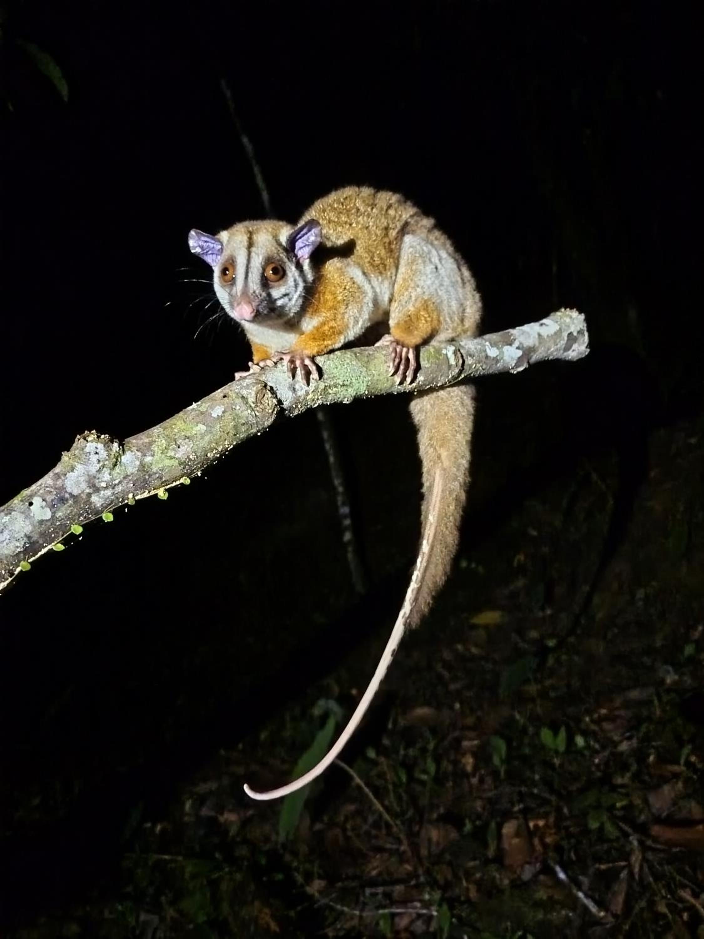 Ingaru Amazon Lodge
