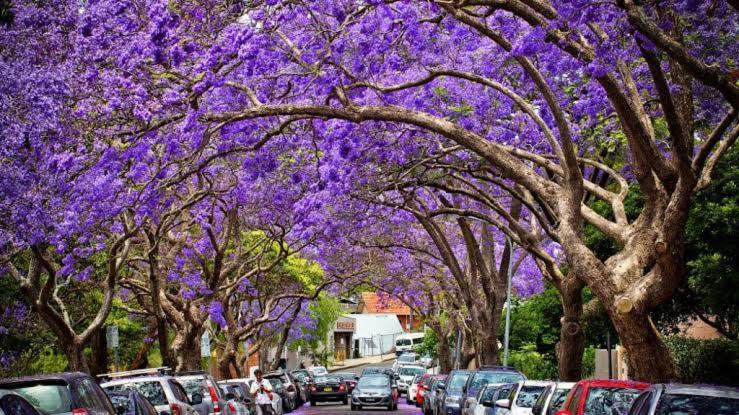 Dream Views of Sydney CBD